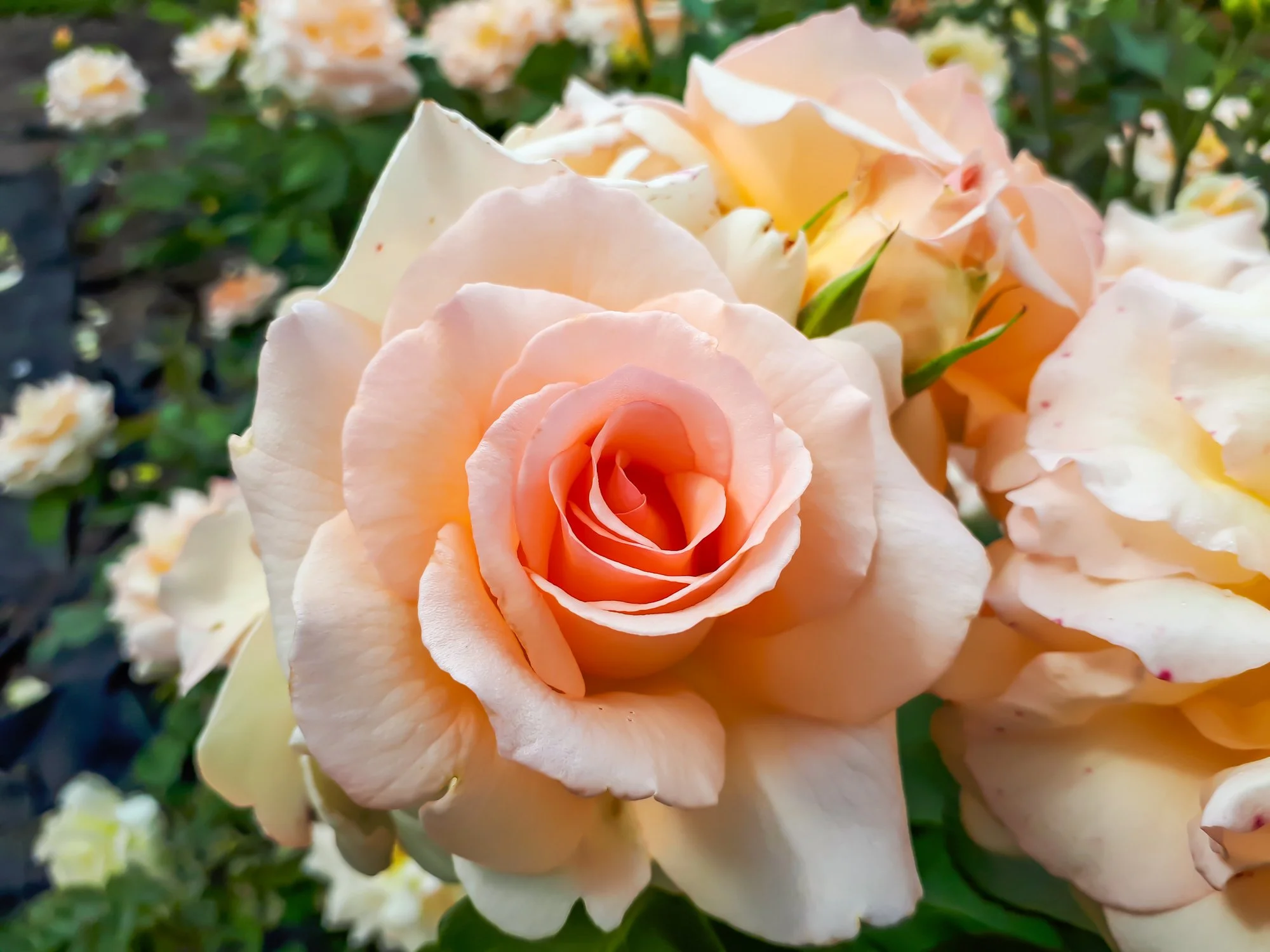 Rosa 'Apricot Nectar'