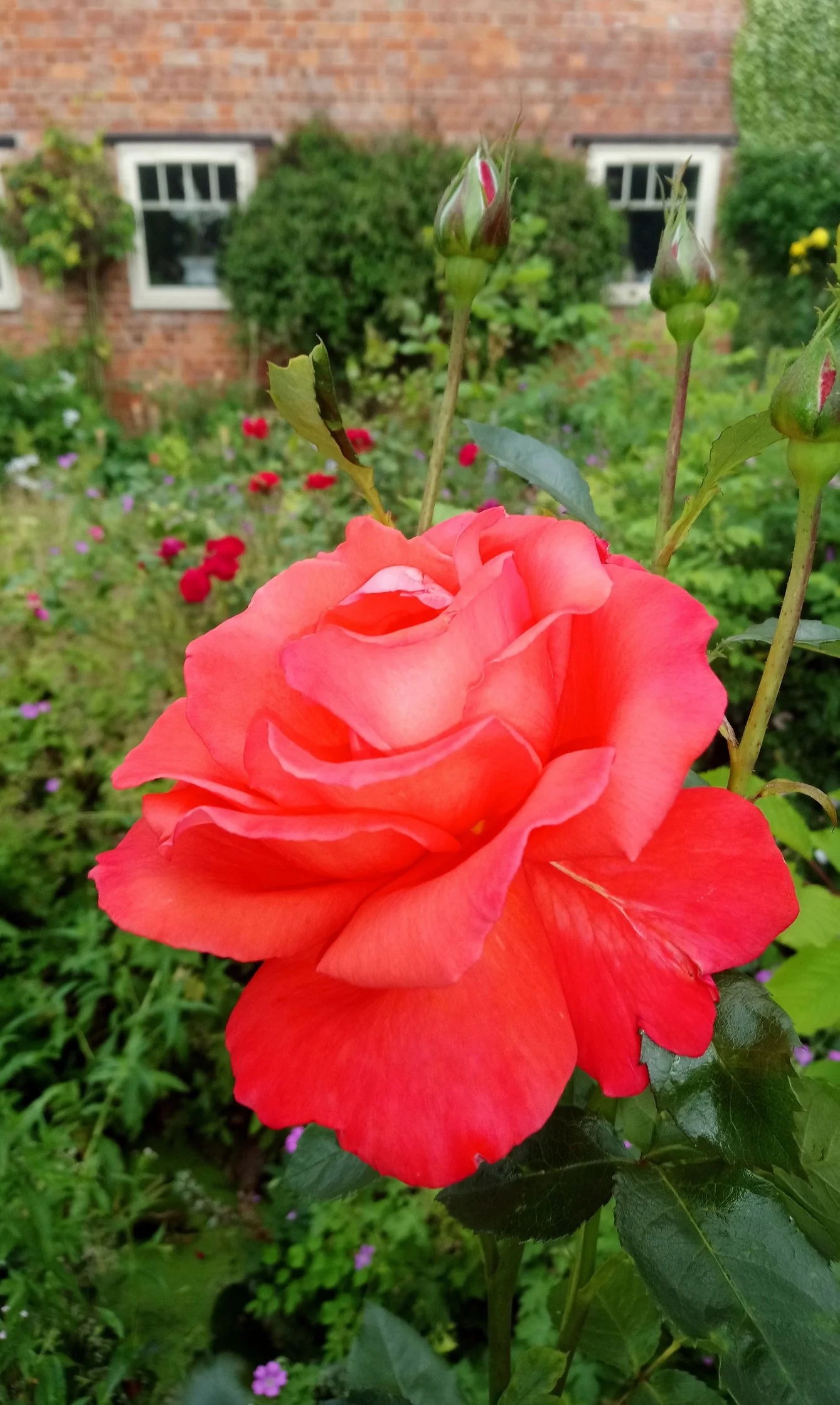 Rosa 'Cheshire Life'