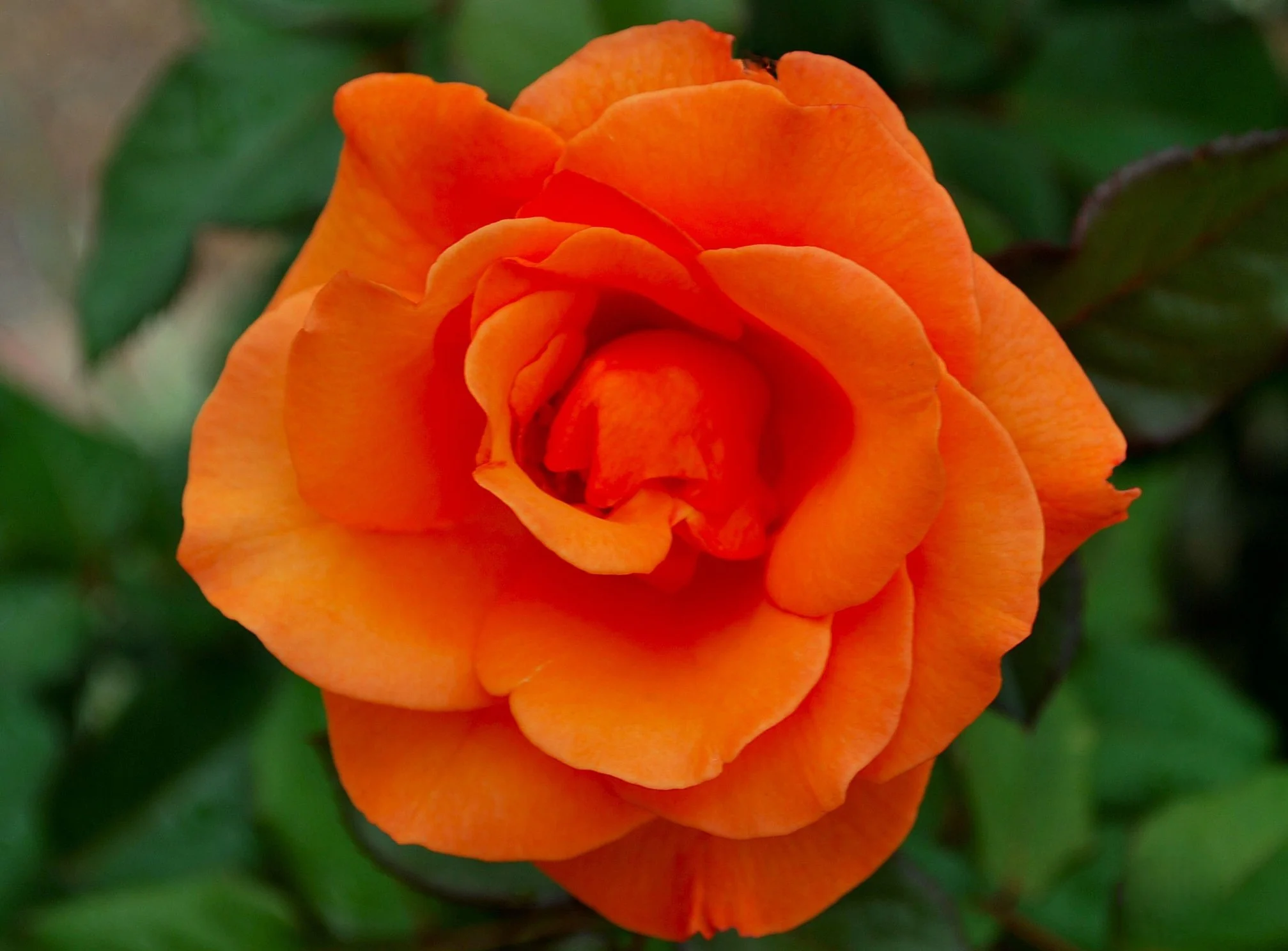 Rosa 'Simply The Best'