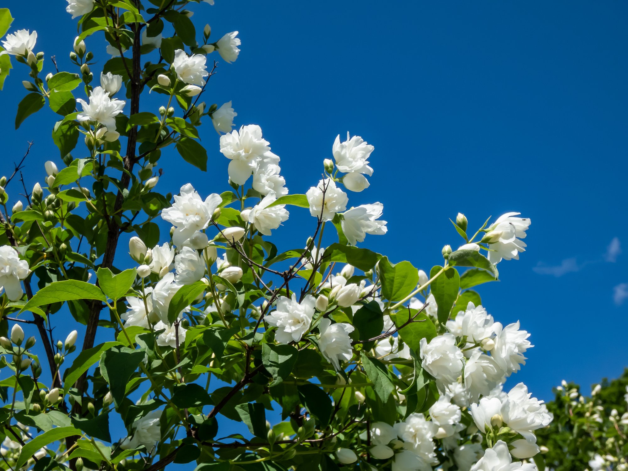 Philadelphus 'Virginal'