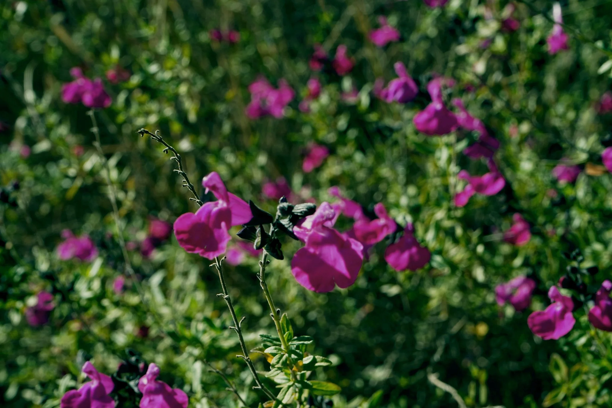 Salvia greggii 'Mirage Deep Purple'