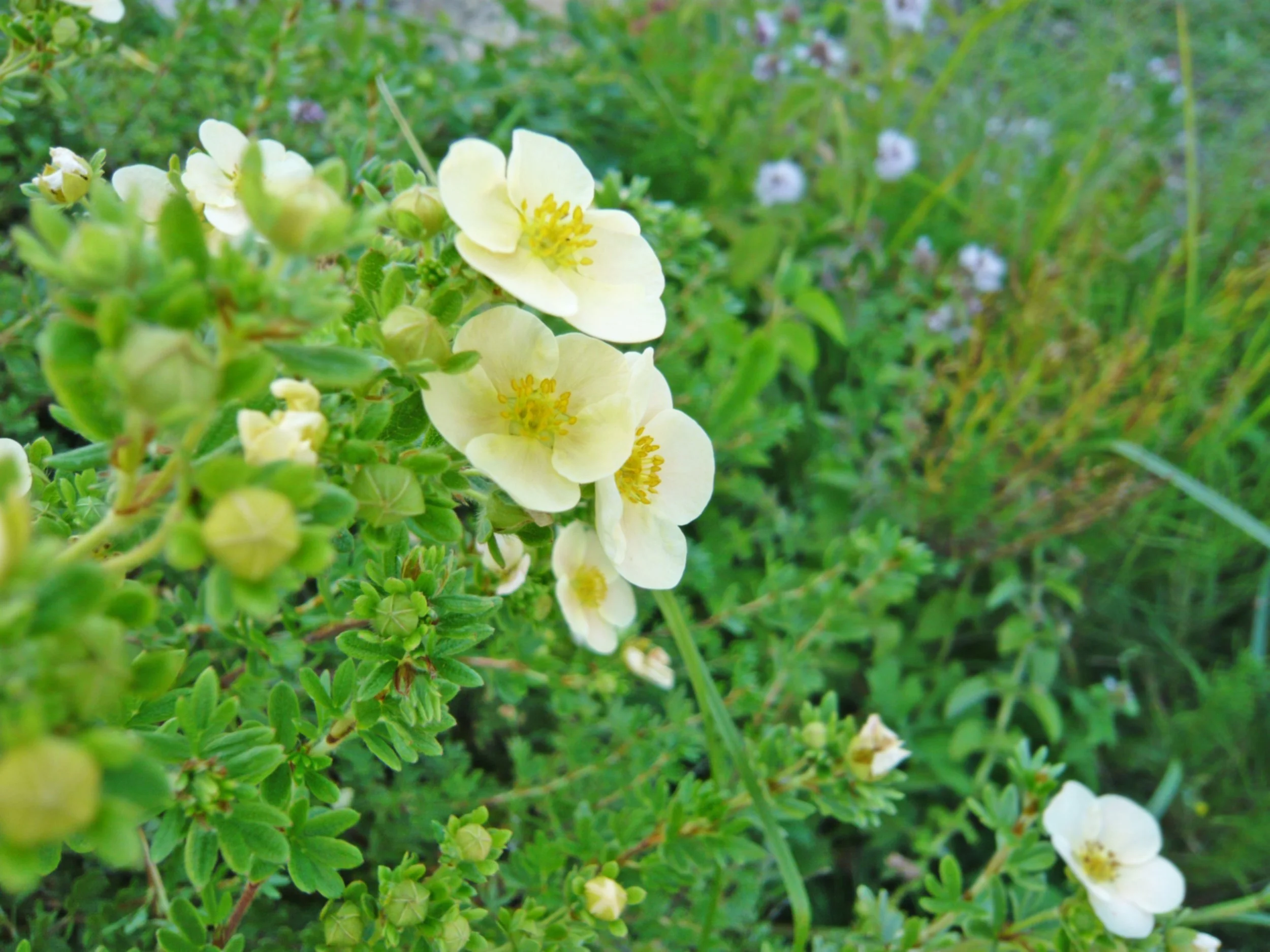 Potentilla fruticosa 'Limelight'