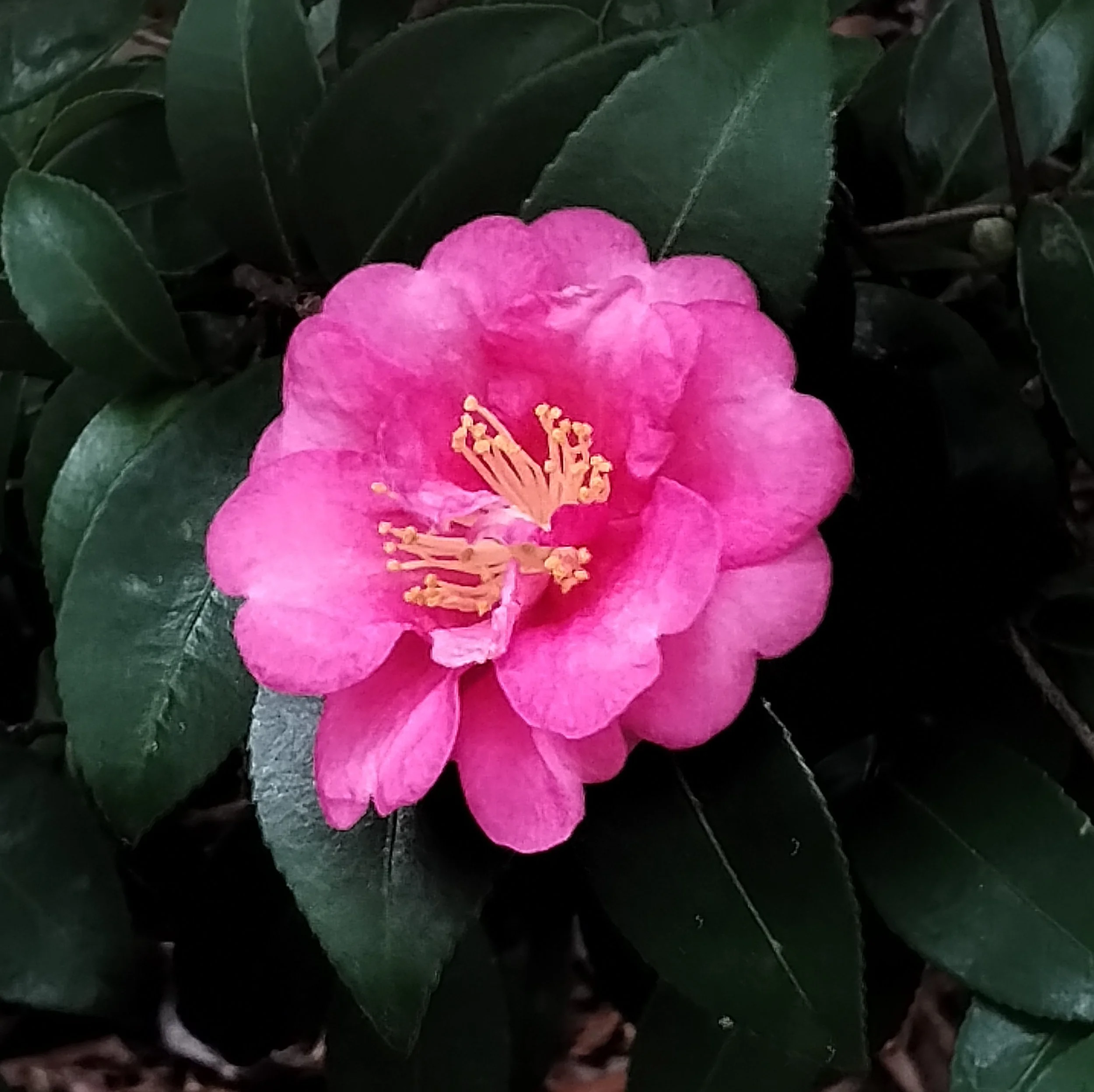 Camellia × williamsii 'Debbie'