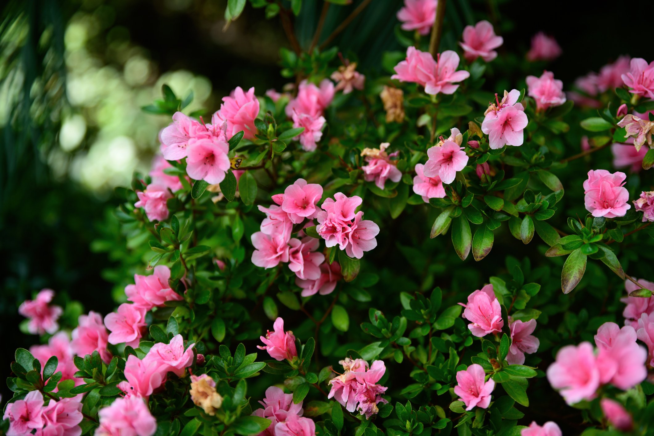 Rhododendron 'Kirin'