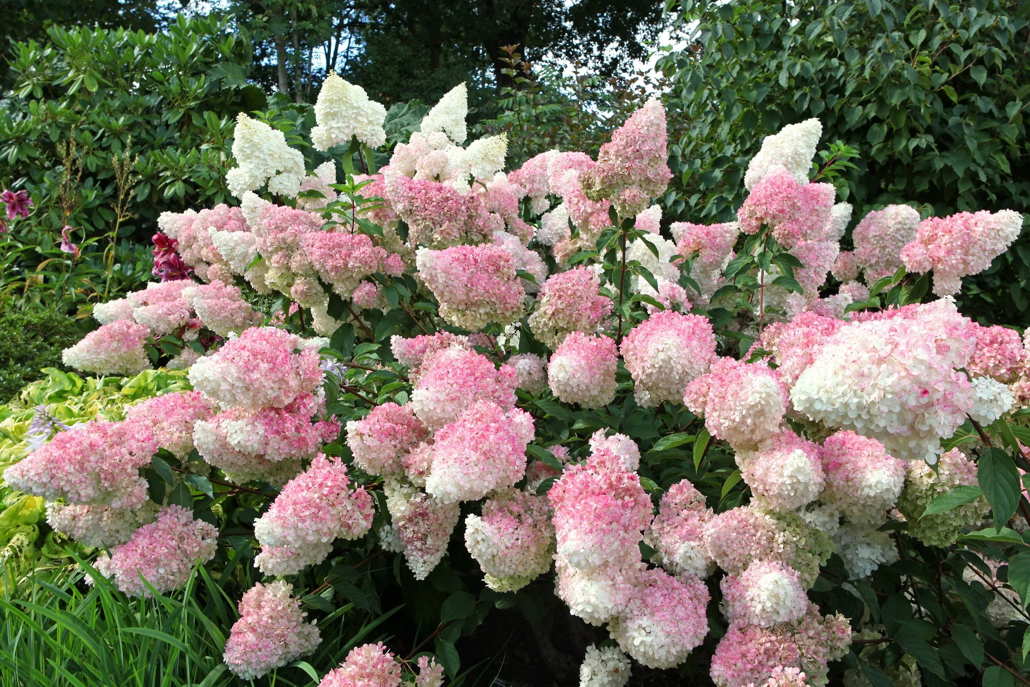 Hydrangea paniculata 'Vanille Fraise'