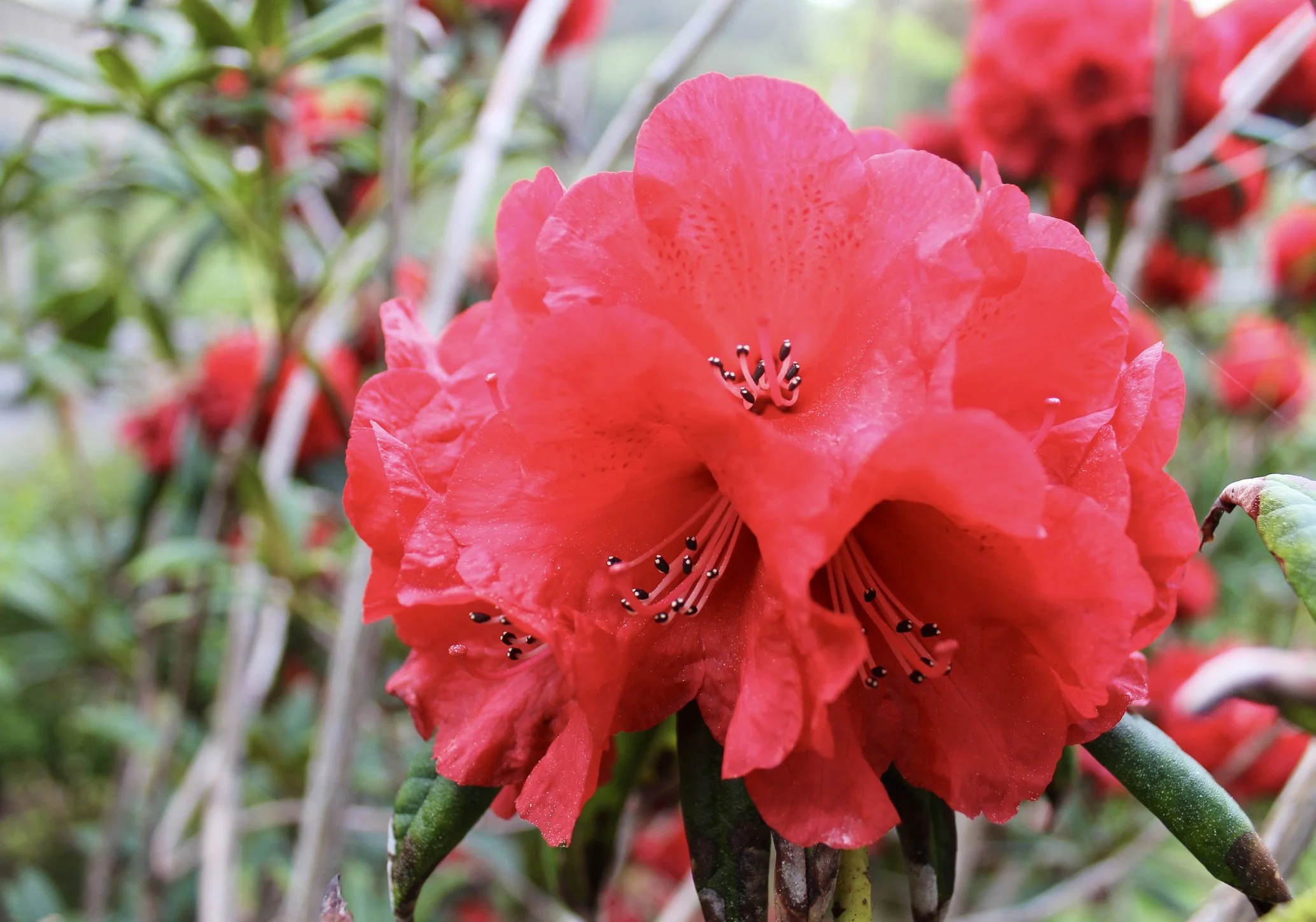 Rhododendron (Elizabeth Group) 'Elizabeth'