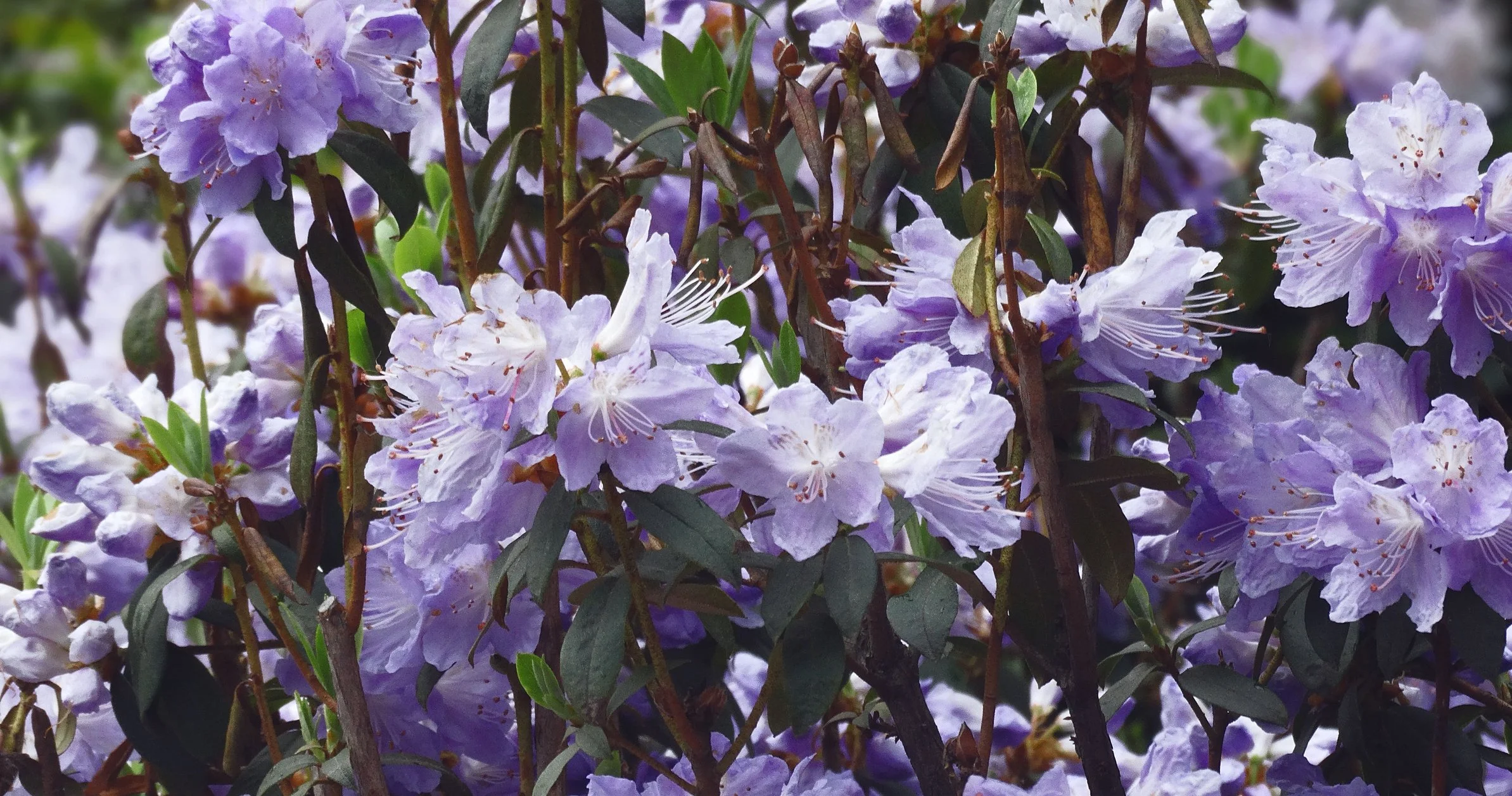Rhododendron augustinii 'Bowood Blue'