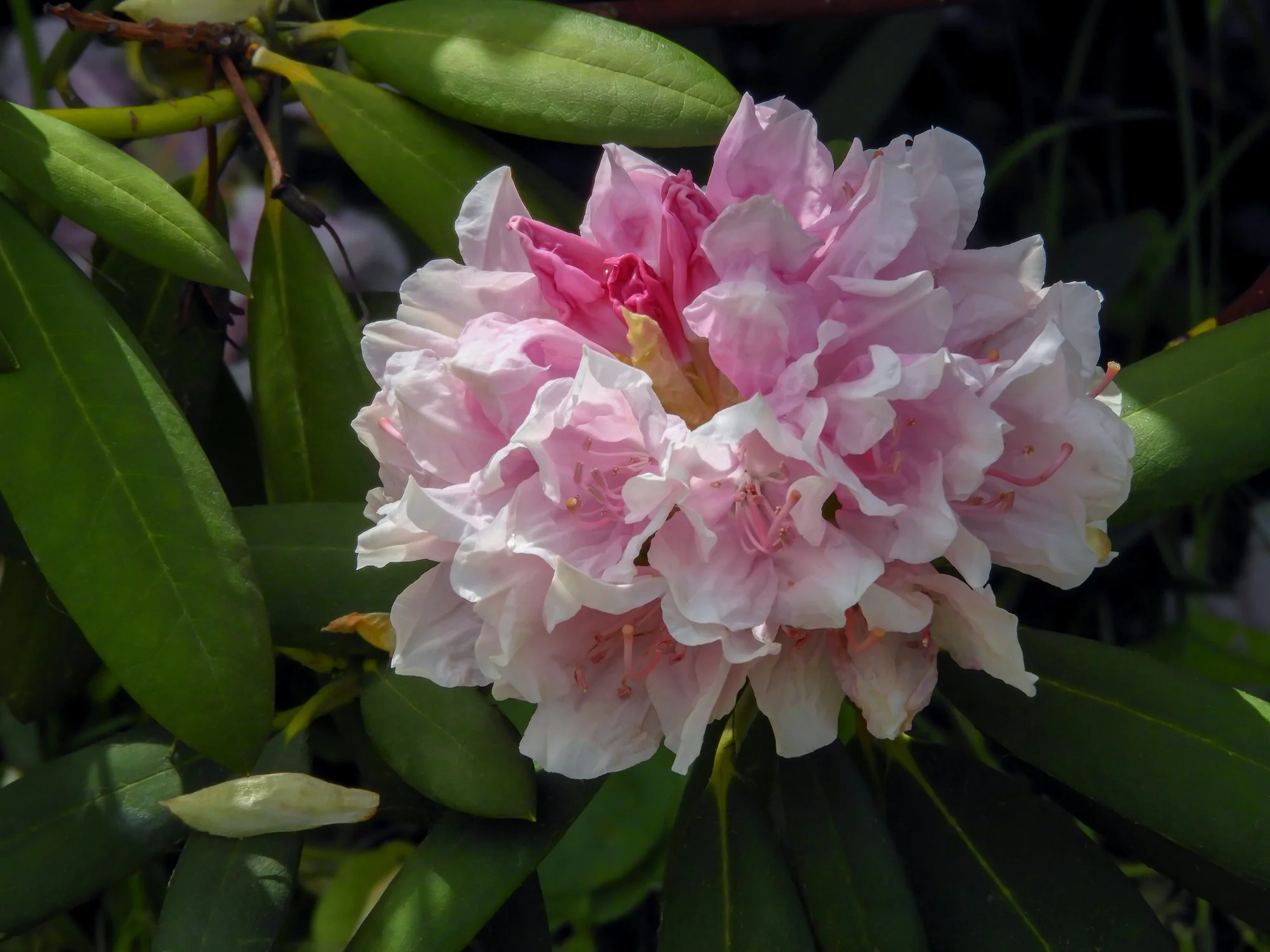 Rhododendron yakushimanum