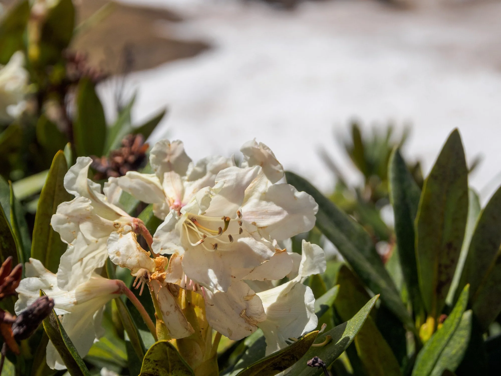 Rhododendron 'Unique'