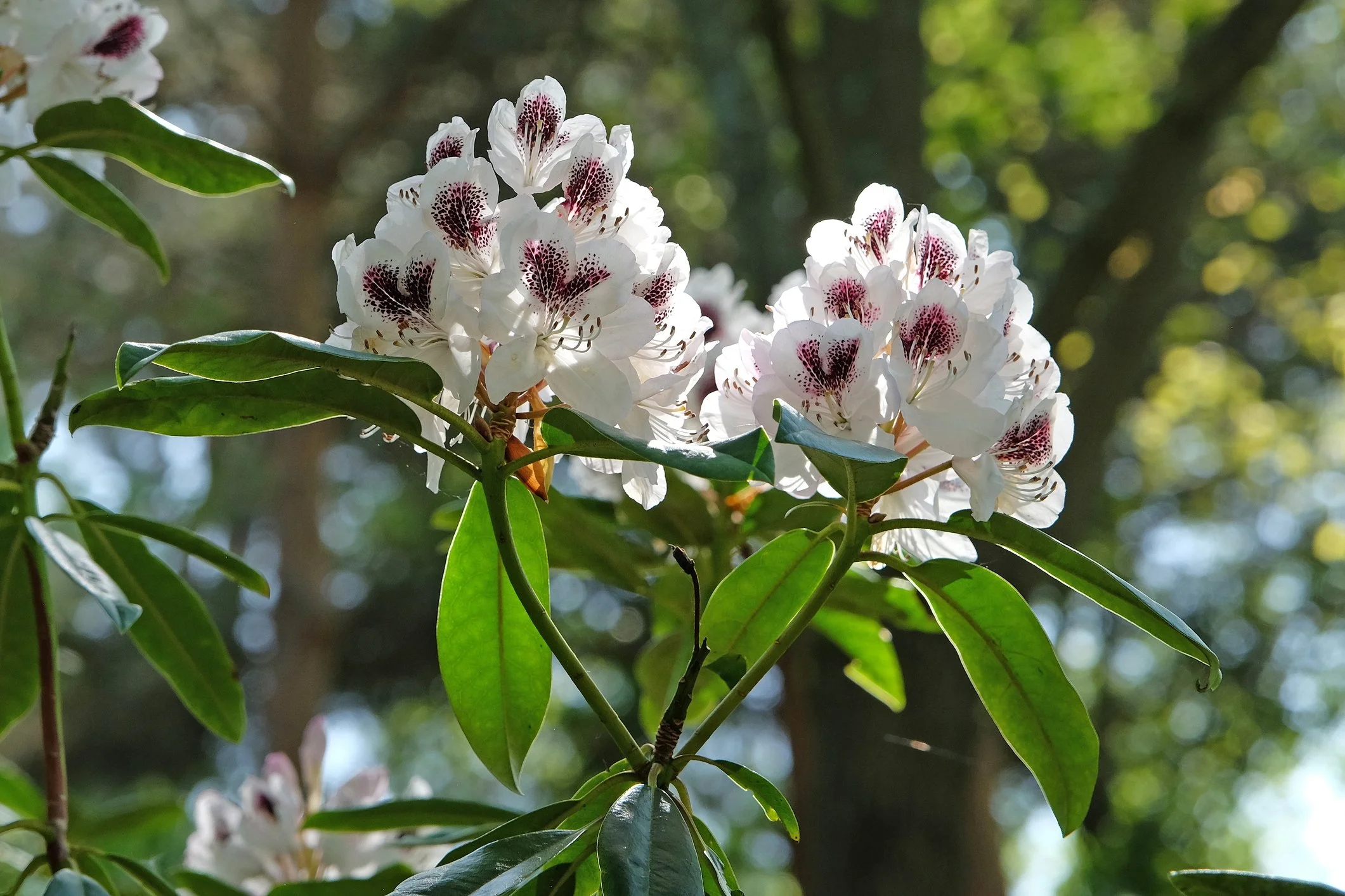 Rhododendron 'Sappho'