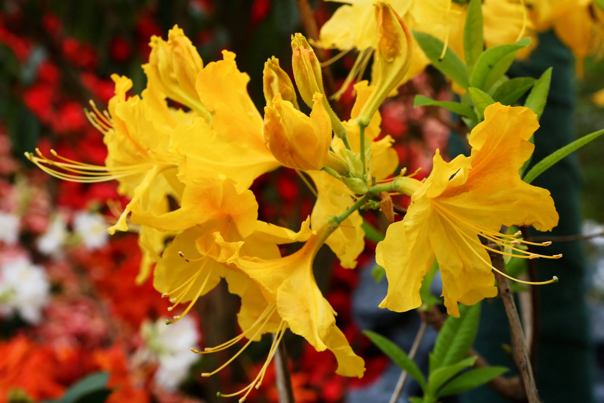 Rhododendron luteum