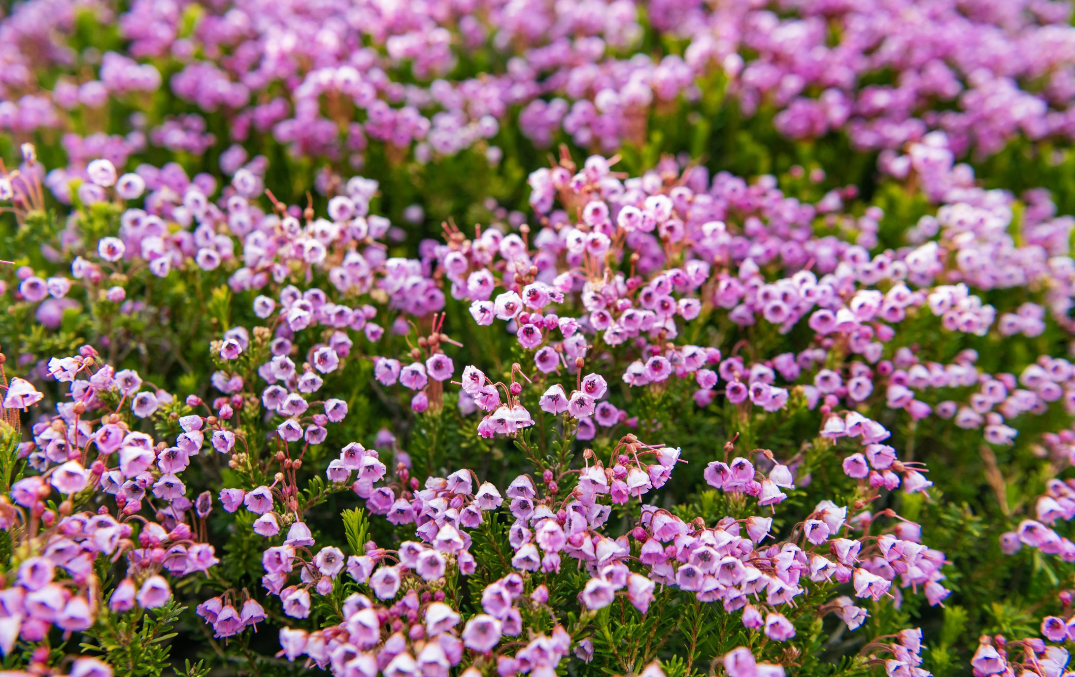 Phyllodoce empetriformis