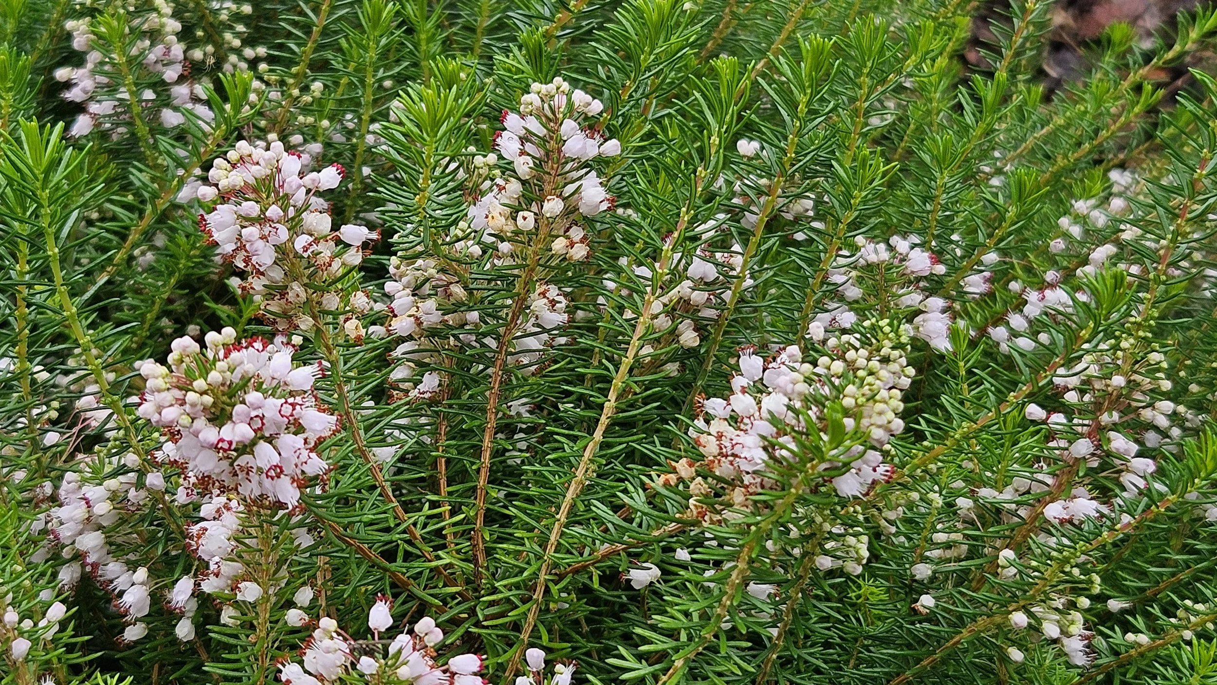 Erica × veitchii 'Exeter'