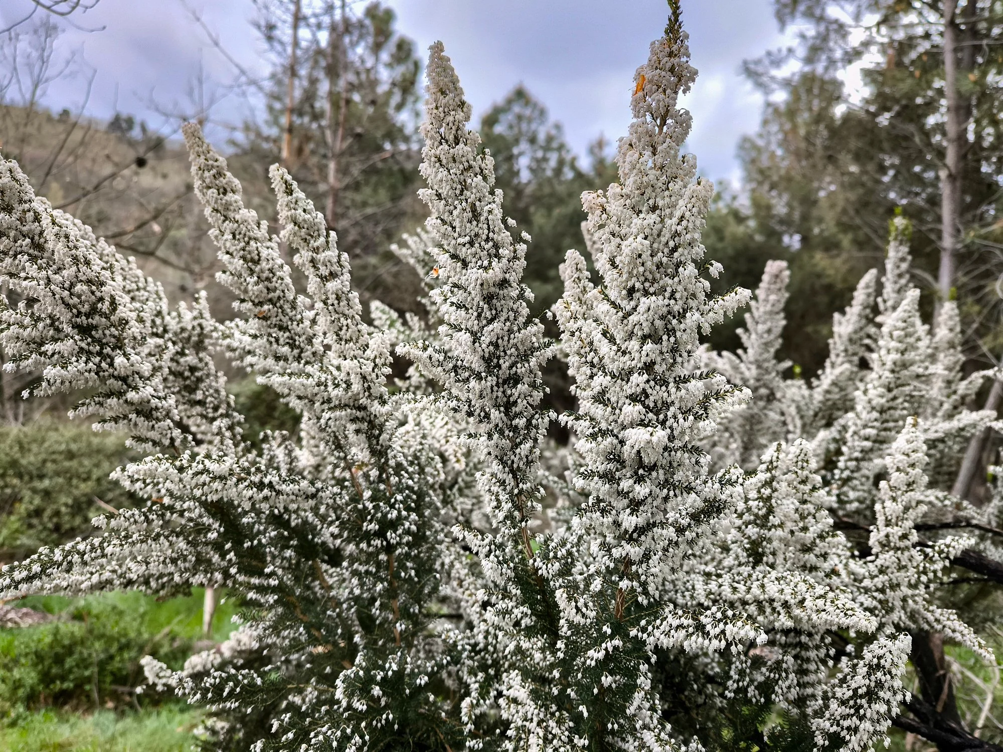 Erica arborea var. alpina