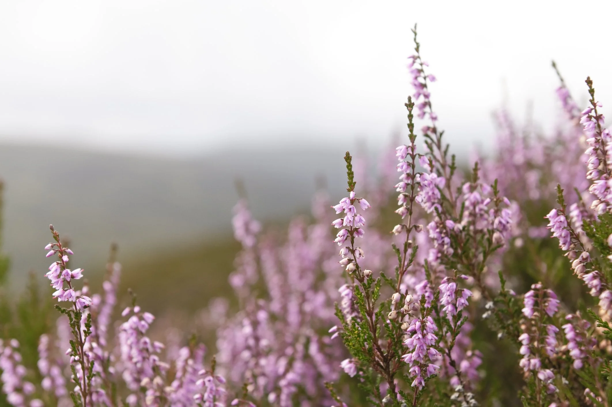 Calluna vulgaris