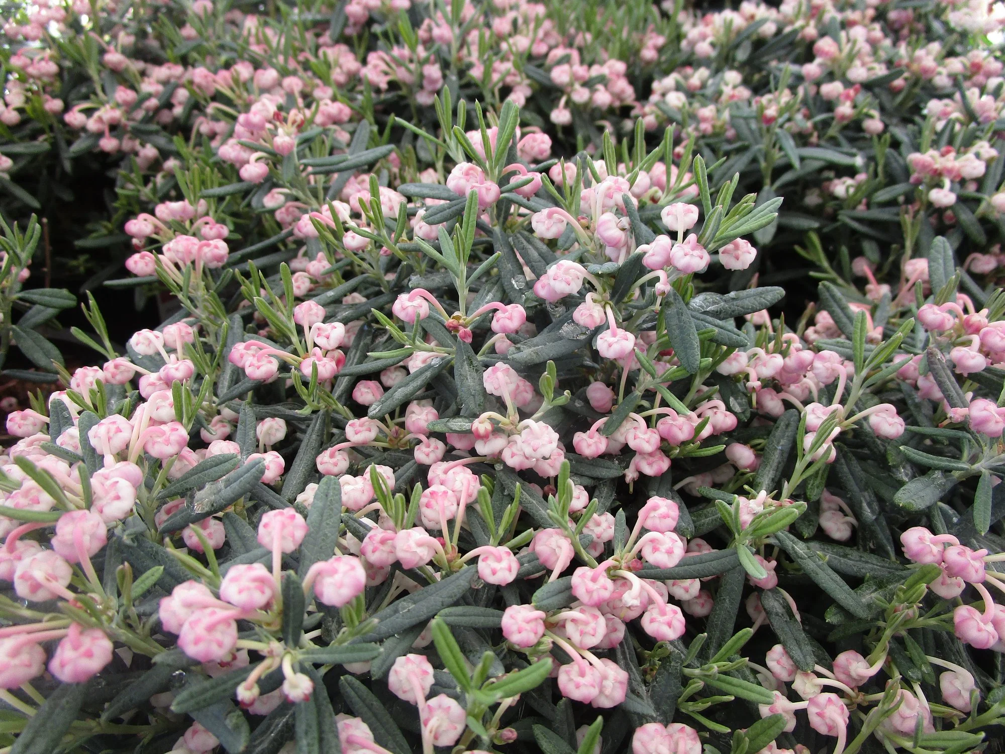 Andromeda polifolia 'Blue Ice'