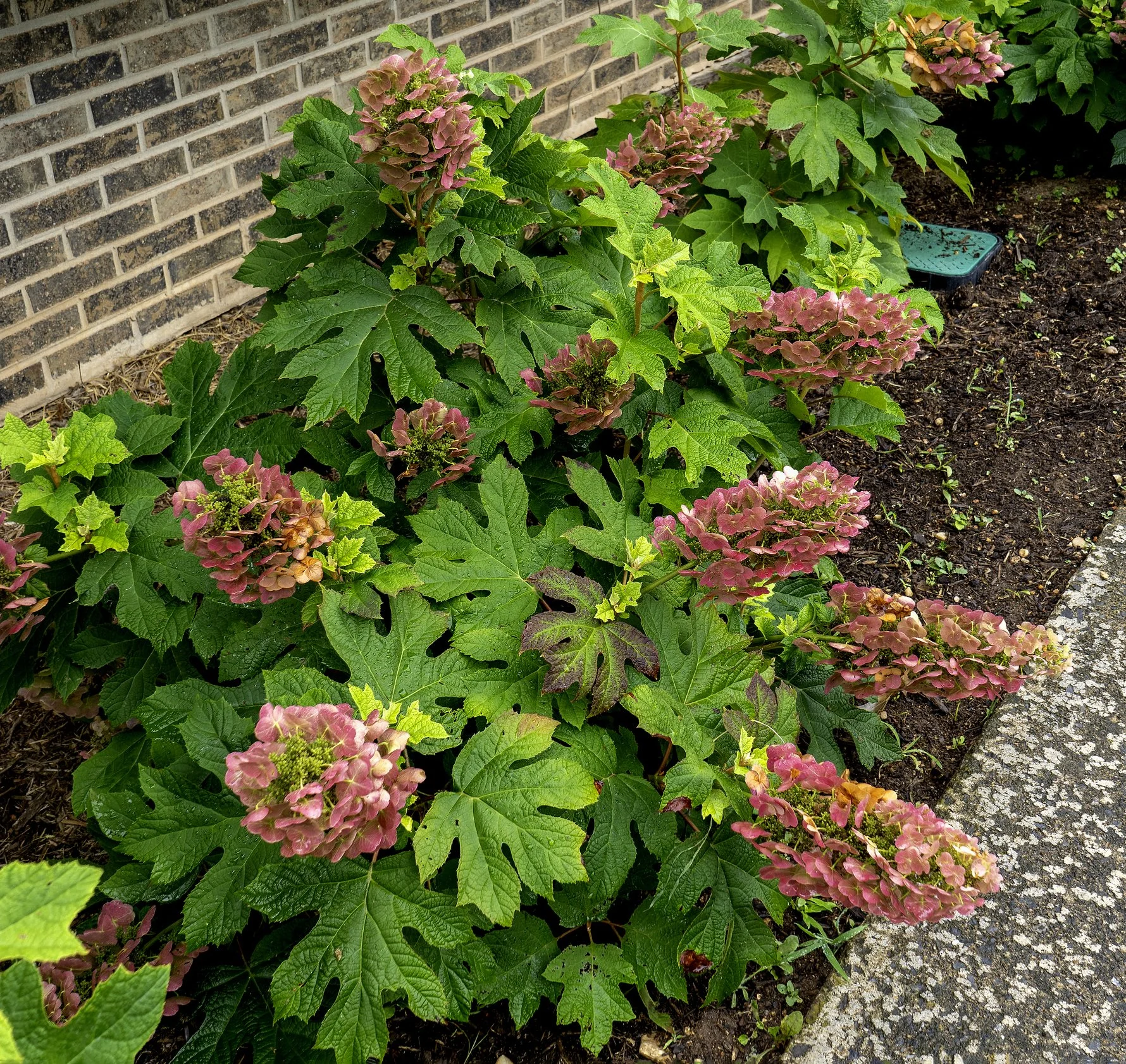 Hydrangea quercifolia 'Ruby Slippers'