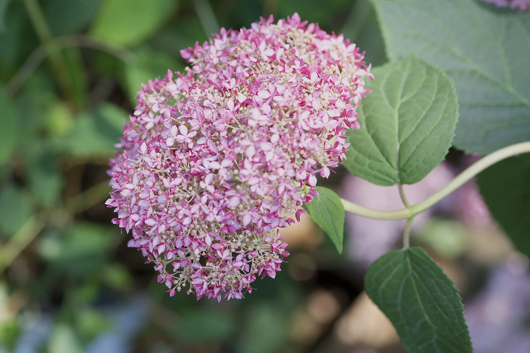Hydrangea aborescens ‘Candybelle Bubblegum’