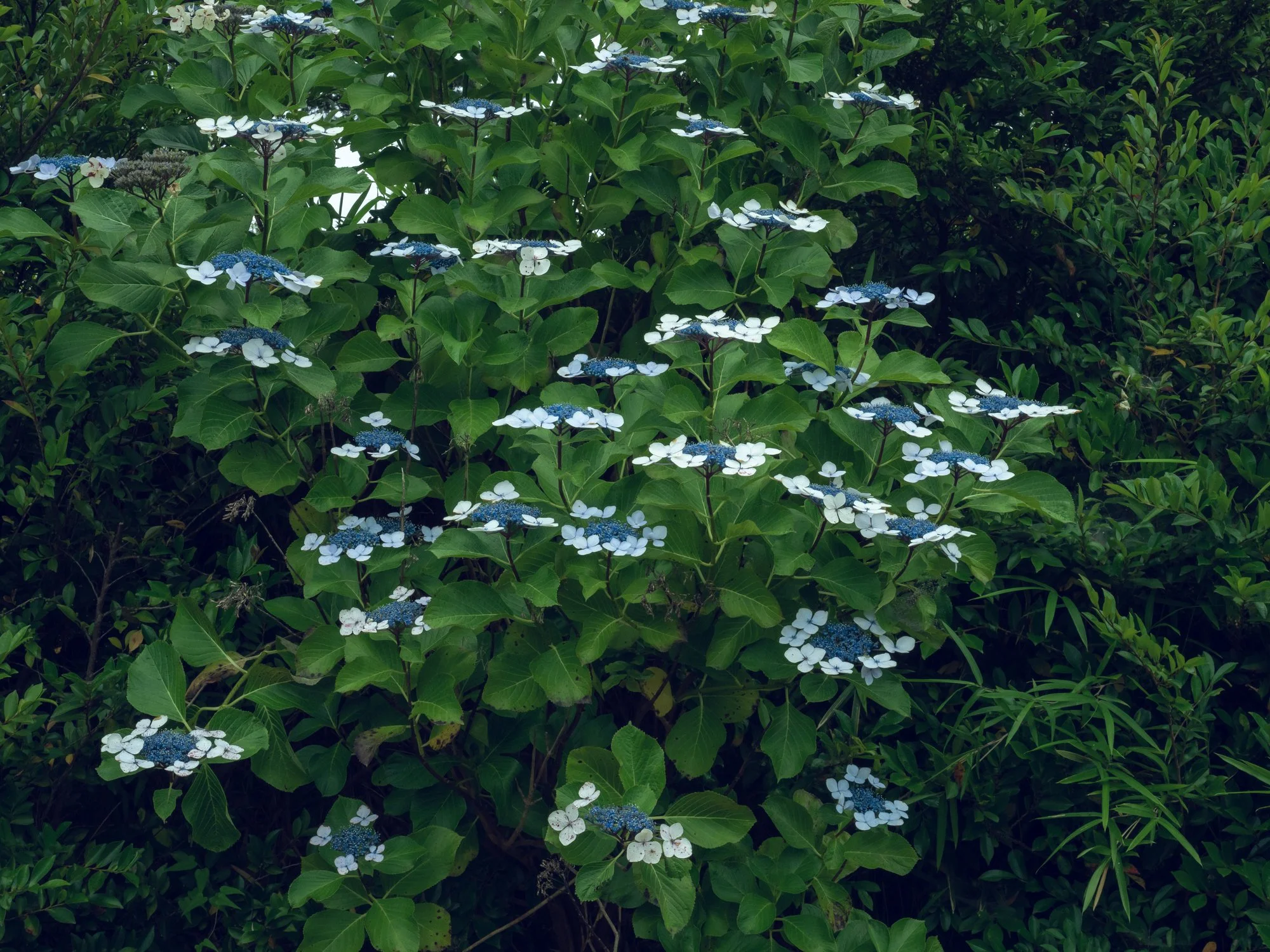 Hydrangea macrophylla ‘Mariesii perfecta’