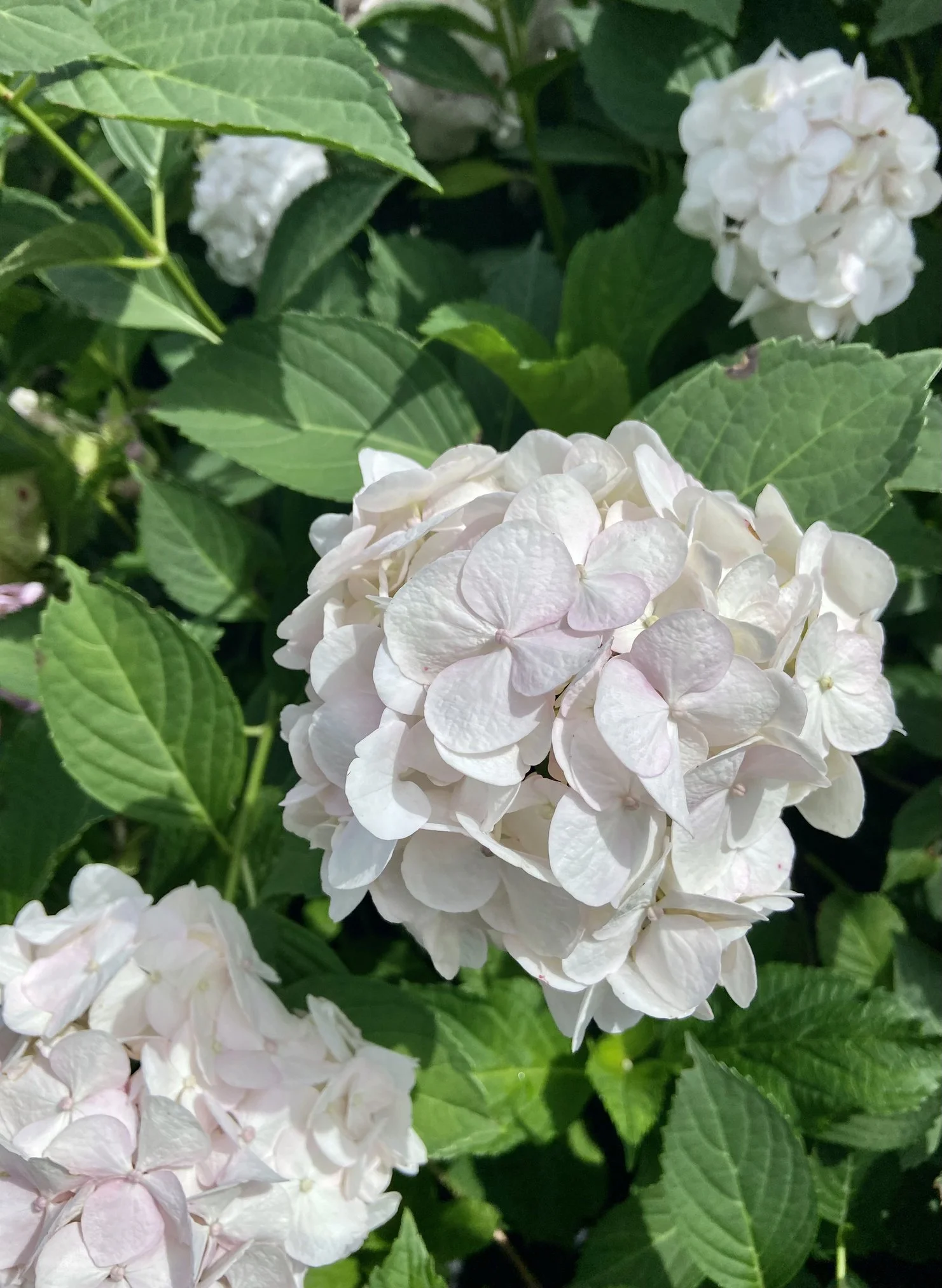 Hydrangea macrophylla 'White Mop'