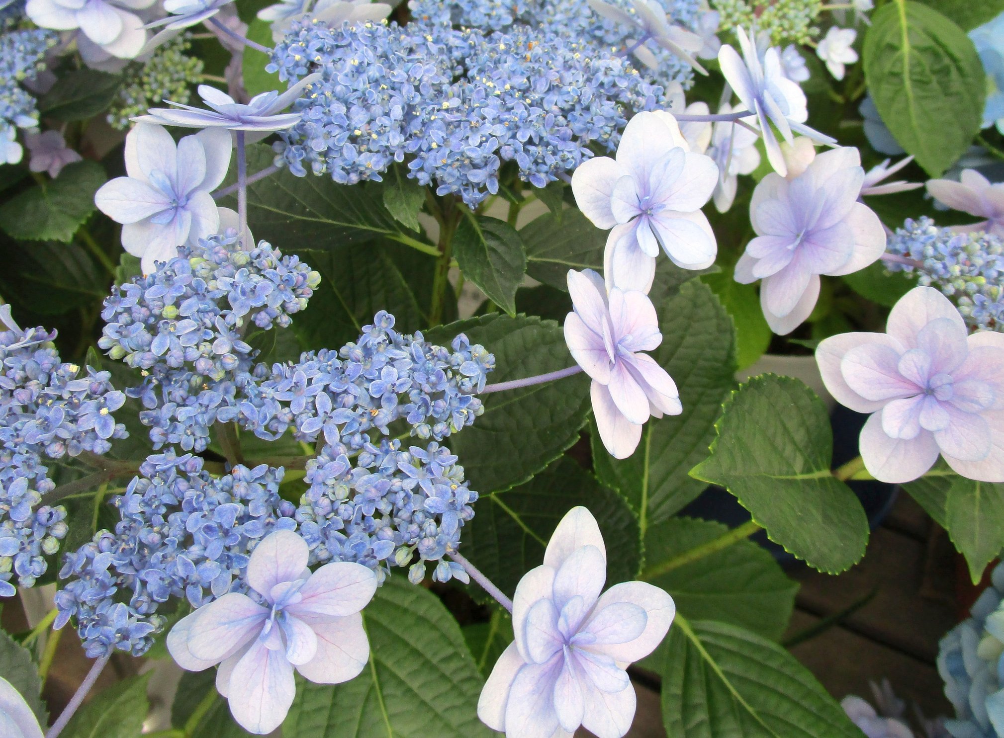 Hydrangea macrophylla ‘Libelle’