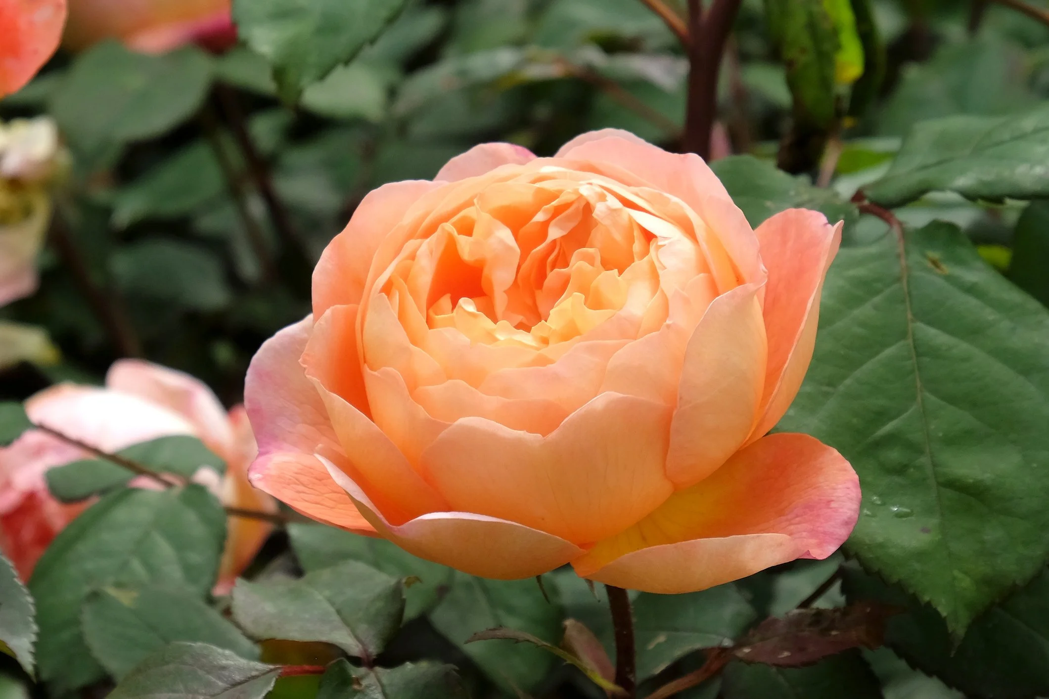 Rosa 'Lady Emma Hamilton'