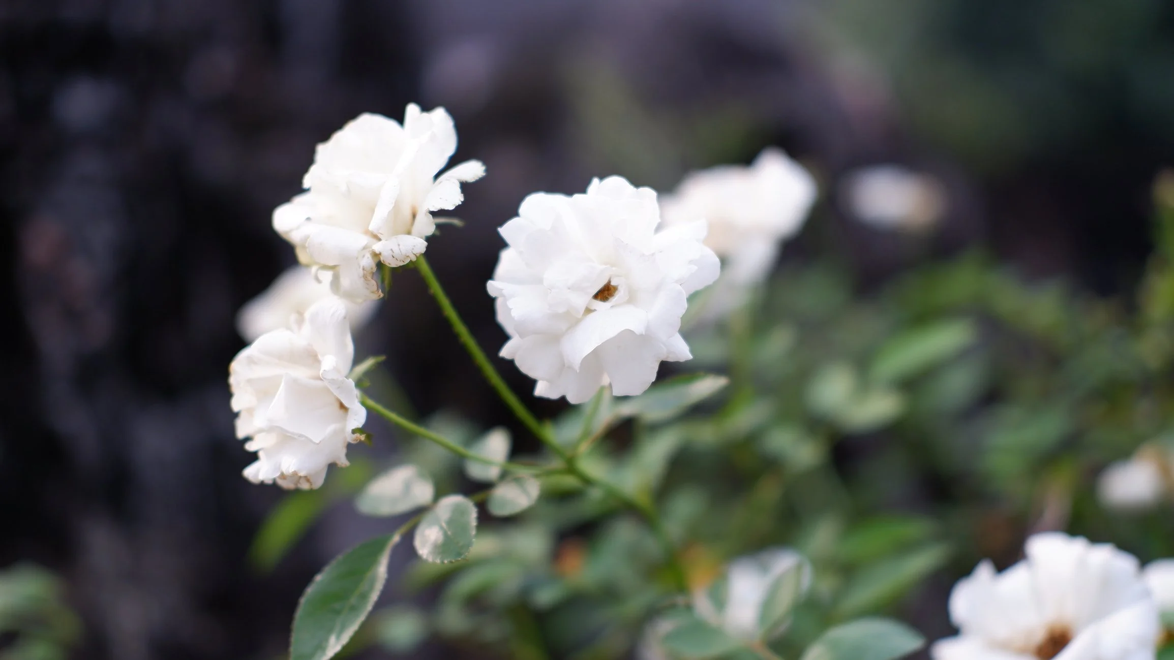 Rosa 'Little White Pet'