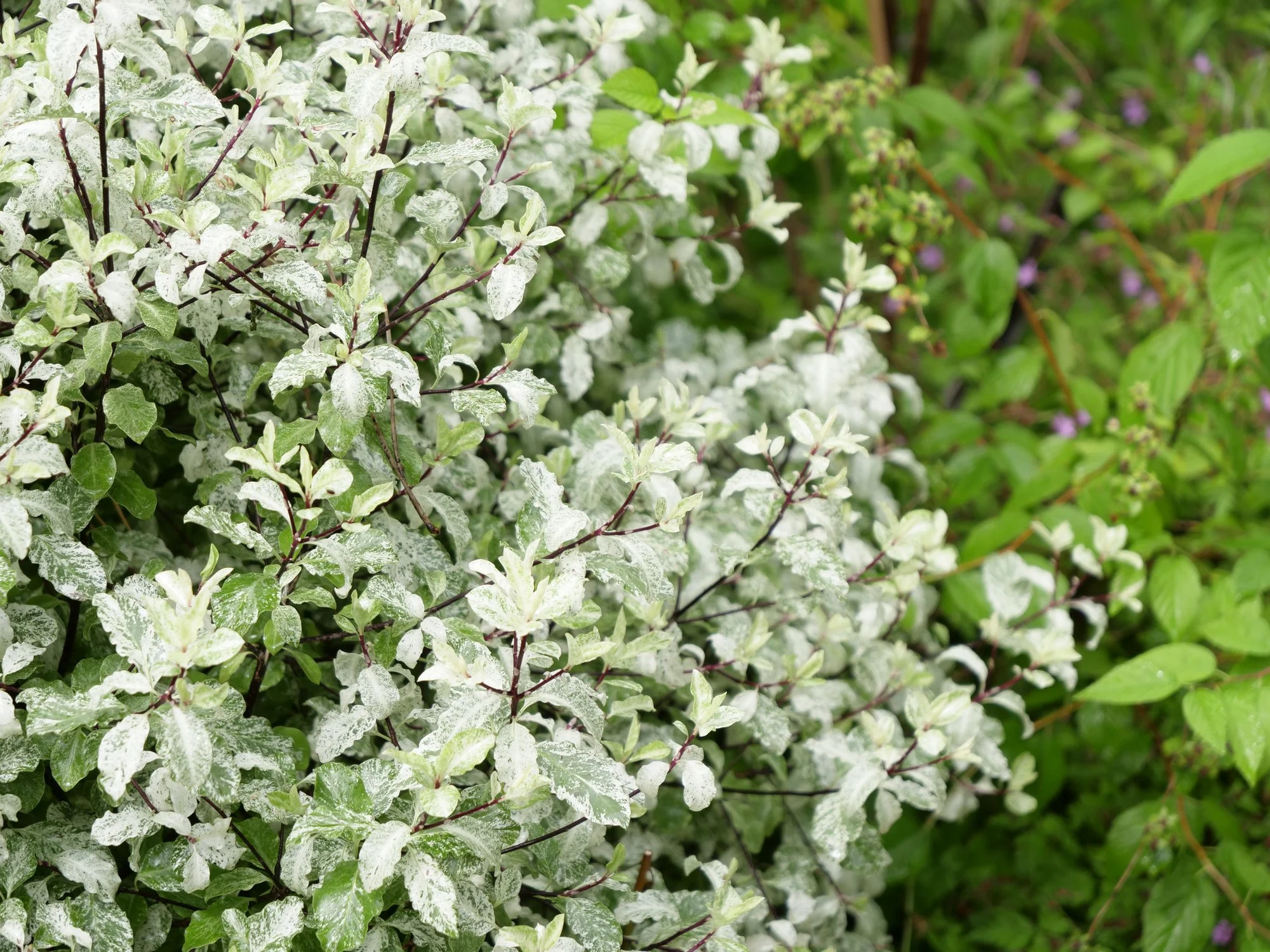Pittosporum tenuifolium 'Silver Ball' 
