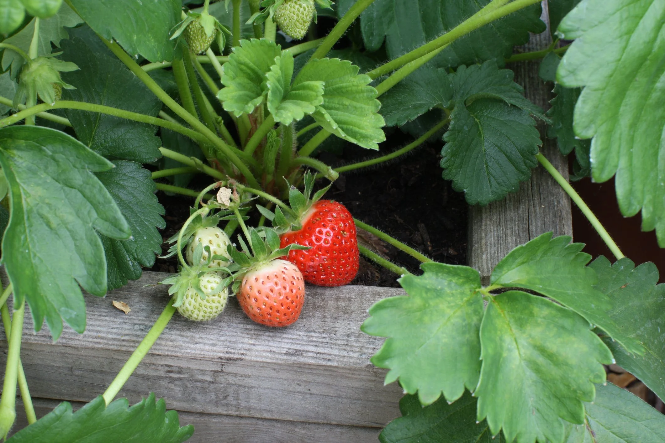 Strawberry 'Cambridge Favourite'