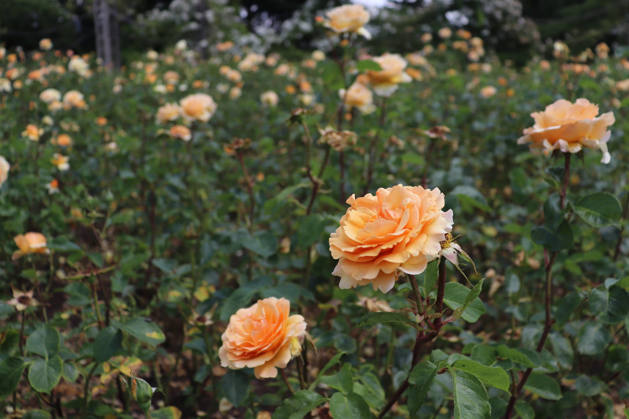Rosa 'Roald Dahl'
