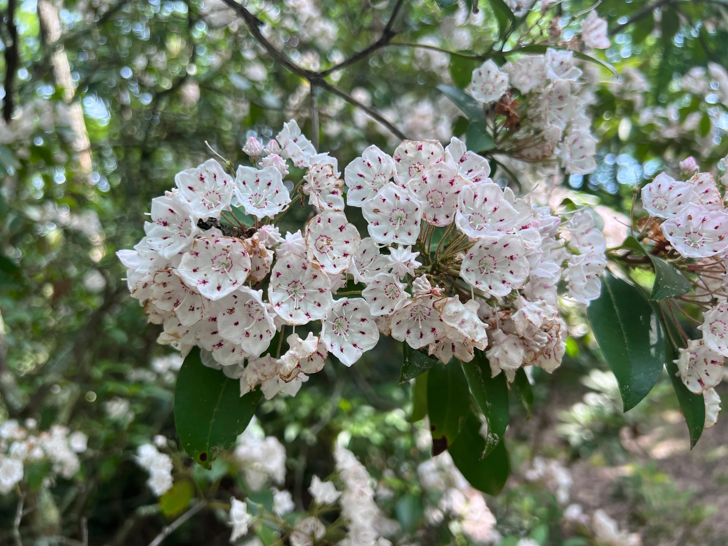 Kalmia latifolia 