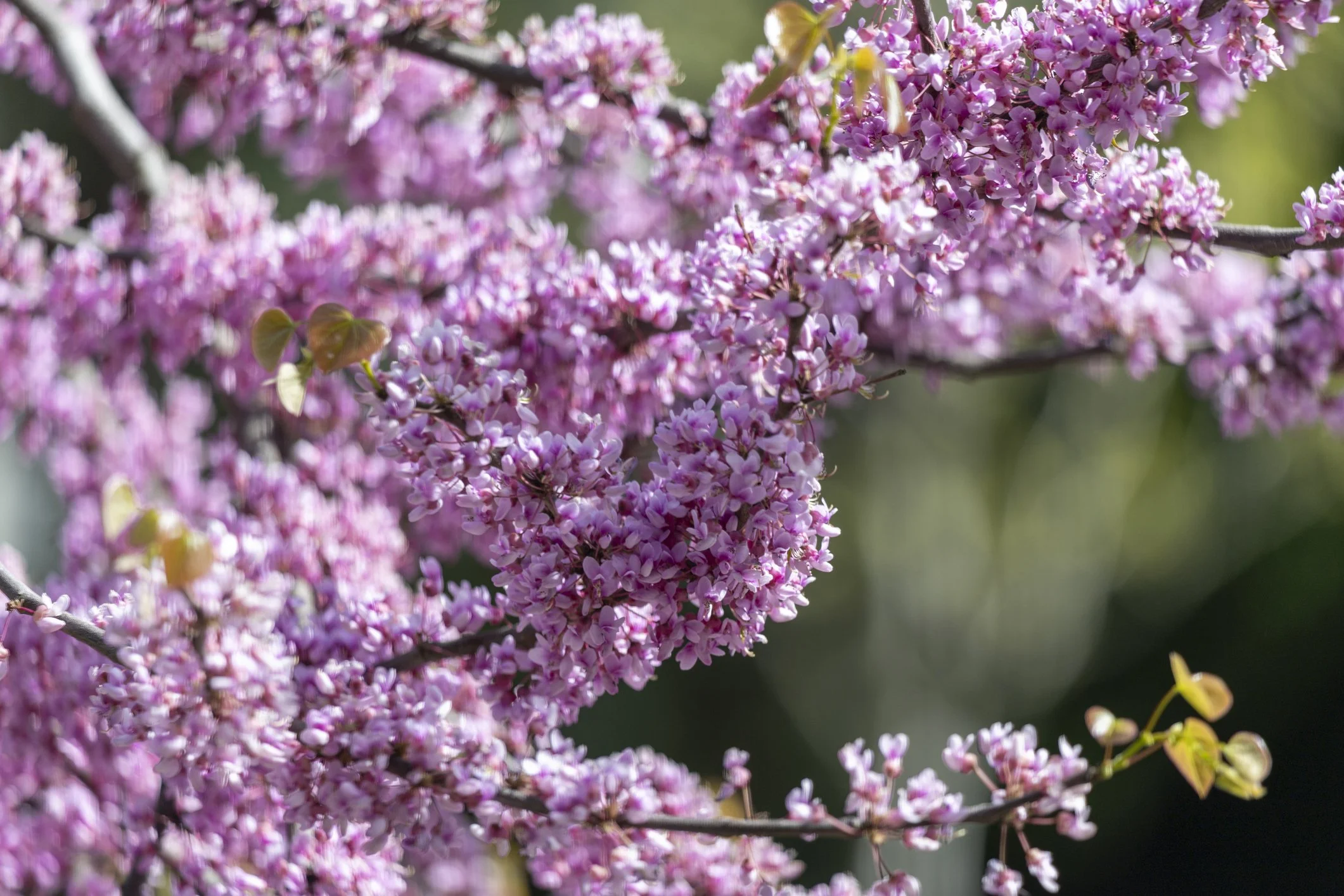 Cercis chinensis 'Avondale' 