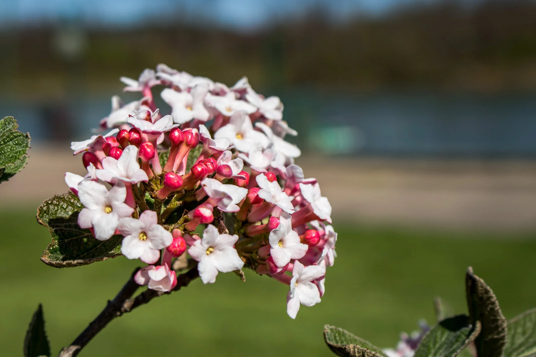 Viburnum carlesi 'Cayuga' 
