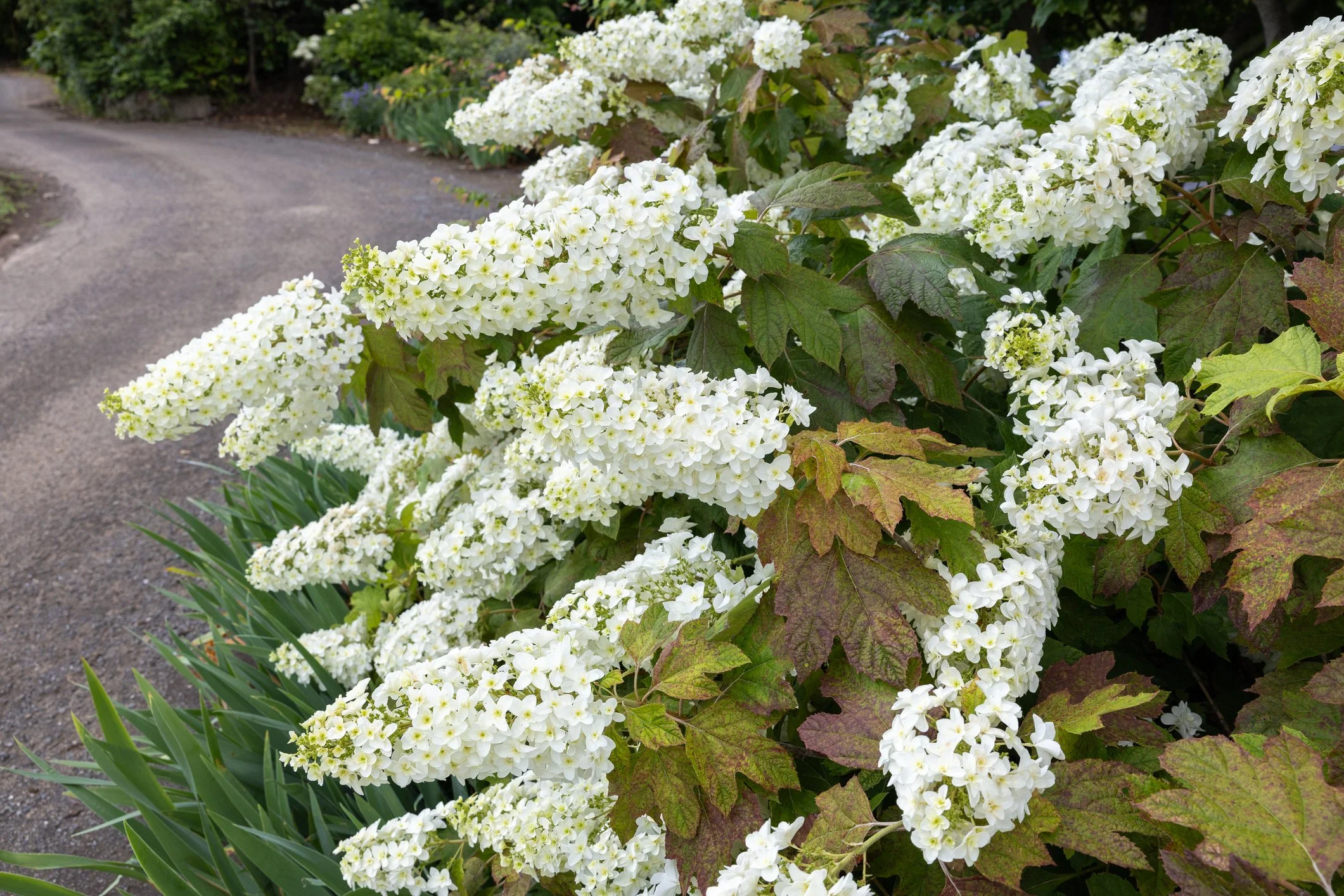 Hydrangea quercifolia 'Snowflake' 