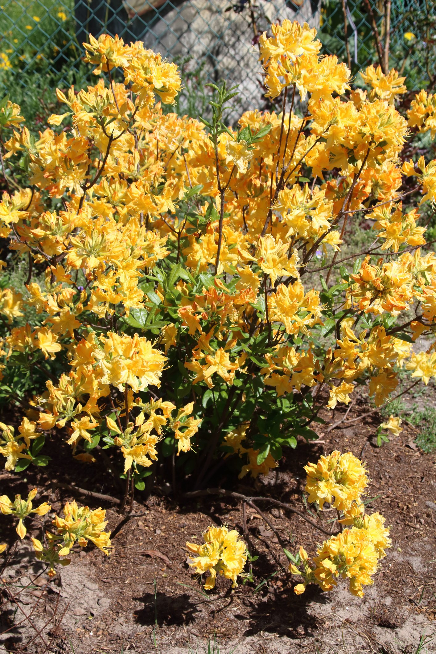 Azalea 'Lisas Gold'
