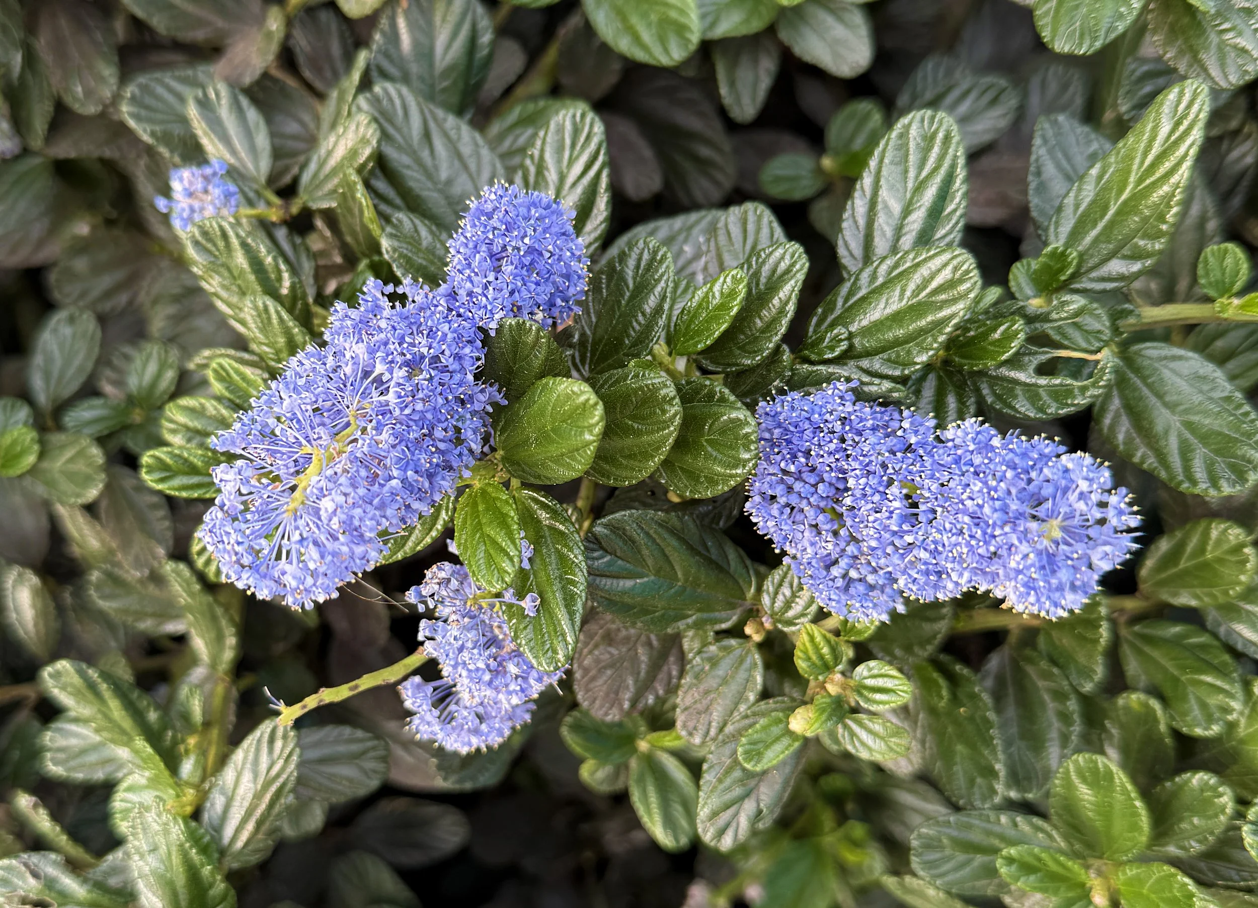 Ceanothus 'Victoria'