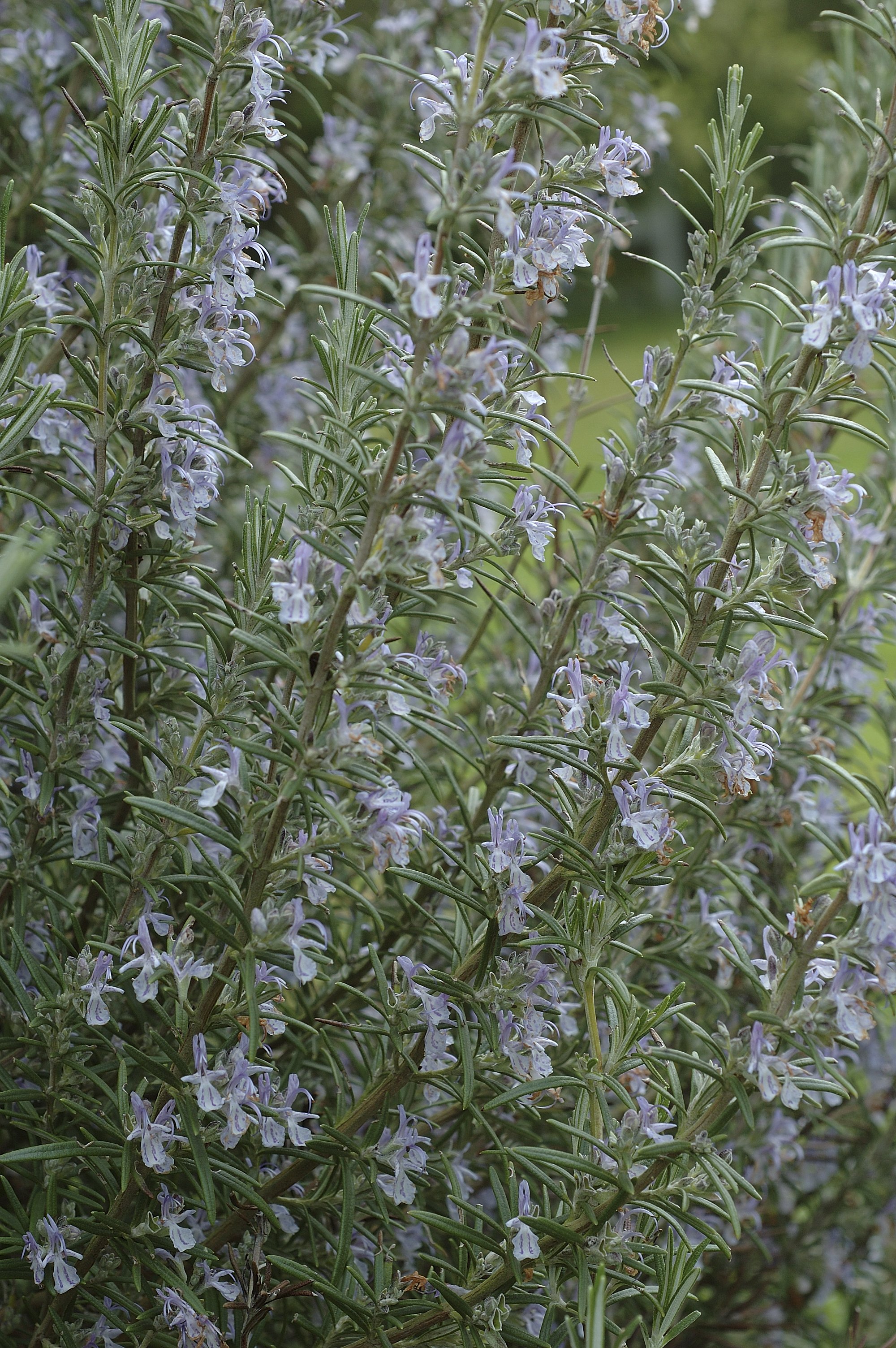 Rosmarinus officinalis 'Miss Jessopp's Upright'