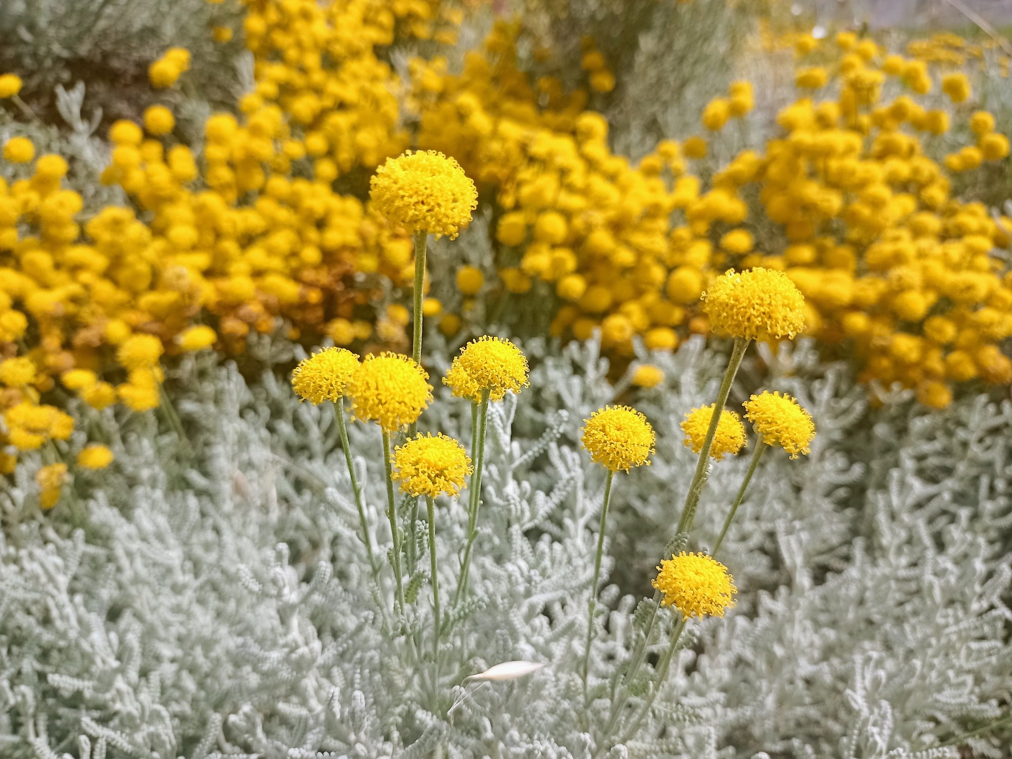 Santolina chamaecyparissus