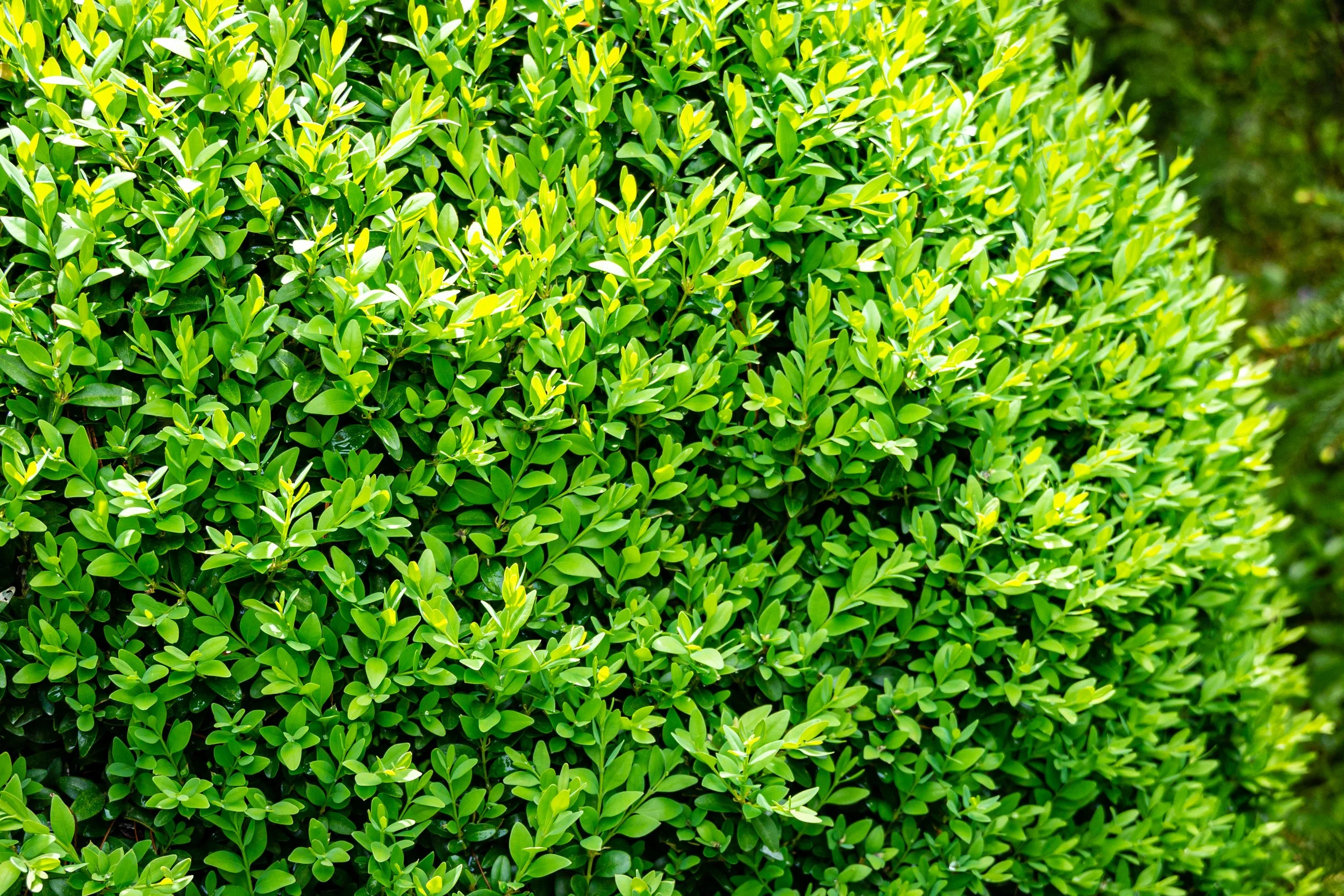 Buxus sempervirens