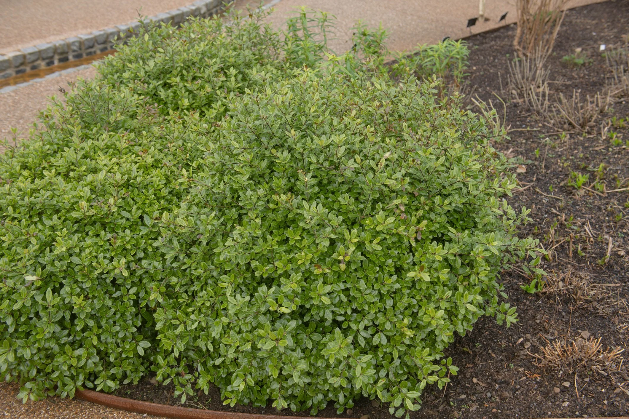 Pittosporum tenuifolium 'Golf Ball'