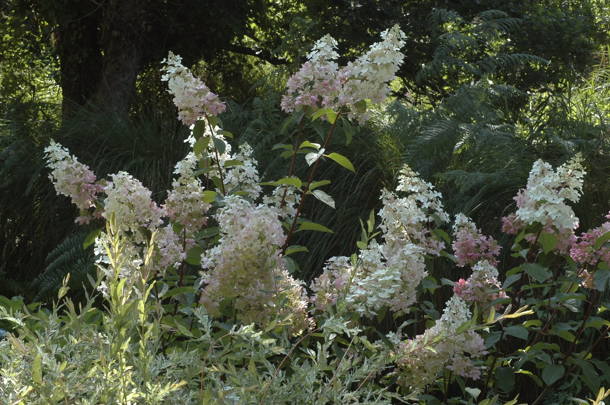Hydrangea paniculata Candlelight