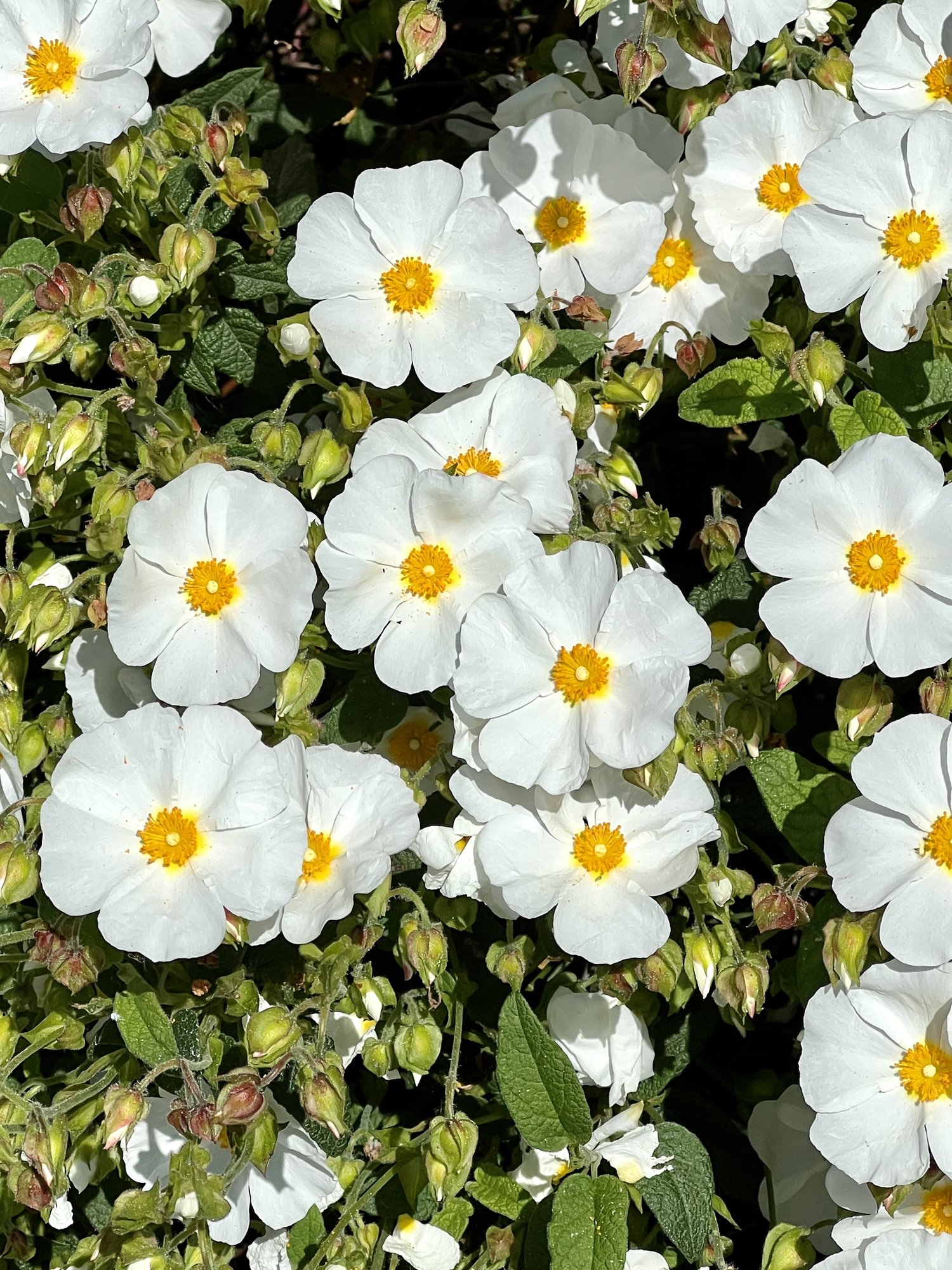 Cistus corbanariensis ‘Snow Queen’
