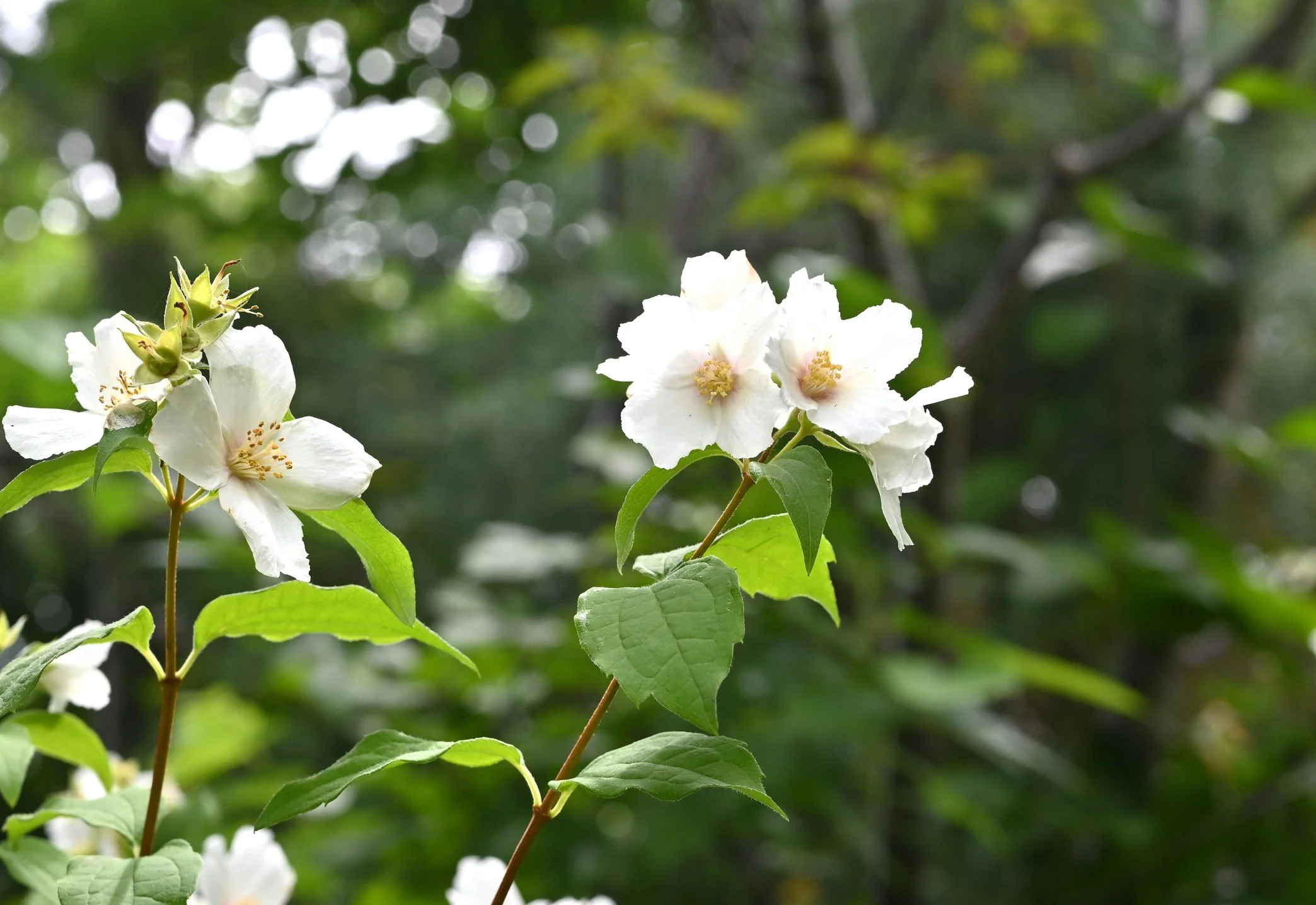 Philadelphus 'Belle Étoile'