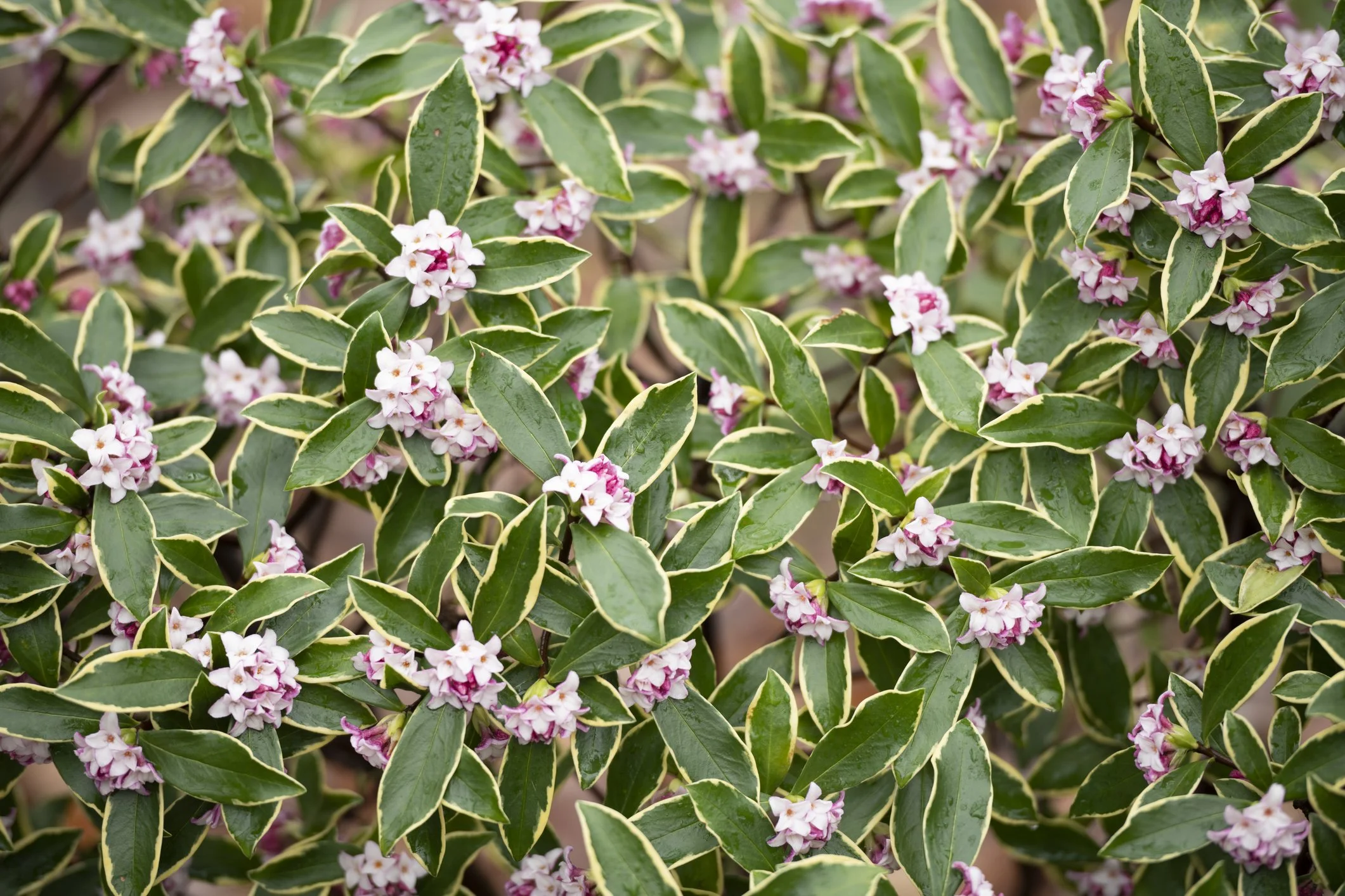 Daphne odora ‘Aureomarginata’