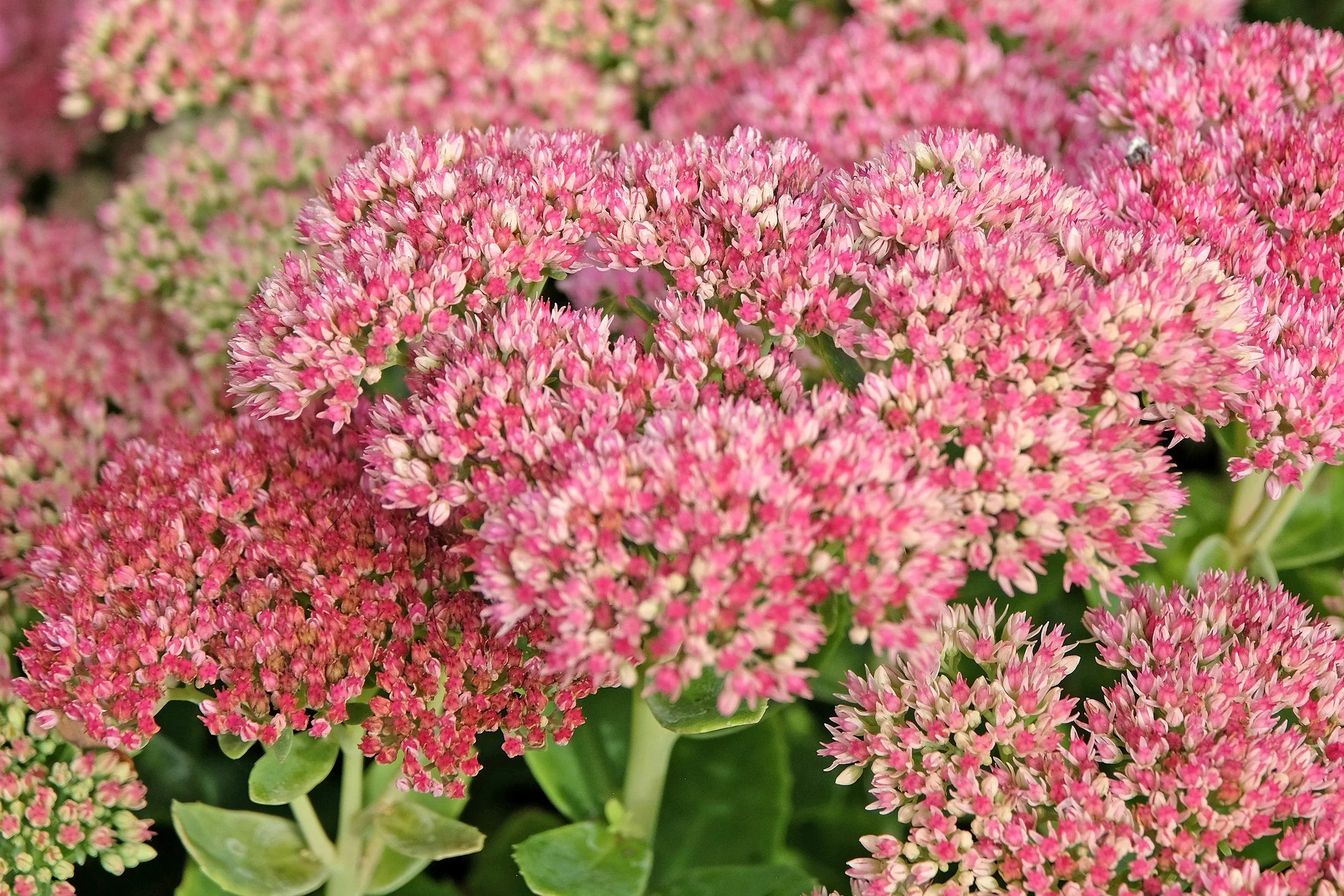 Hylotelephium 'Herbstfreude'