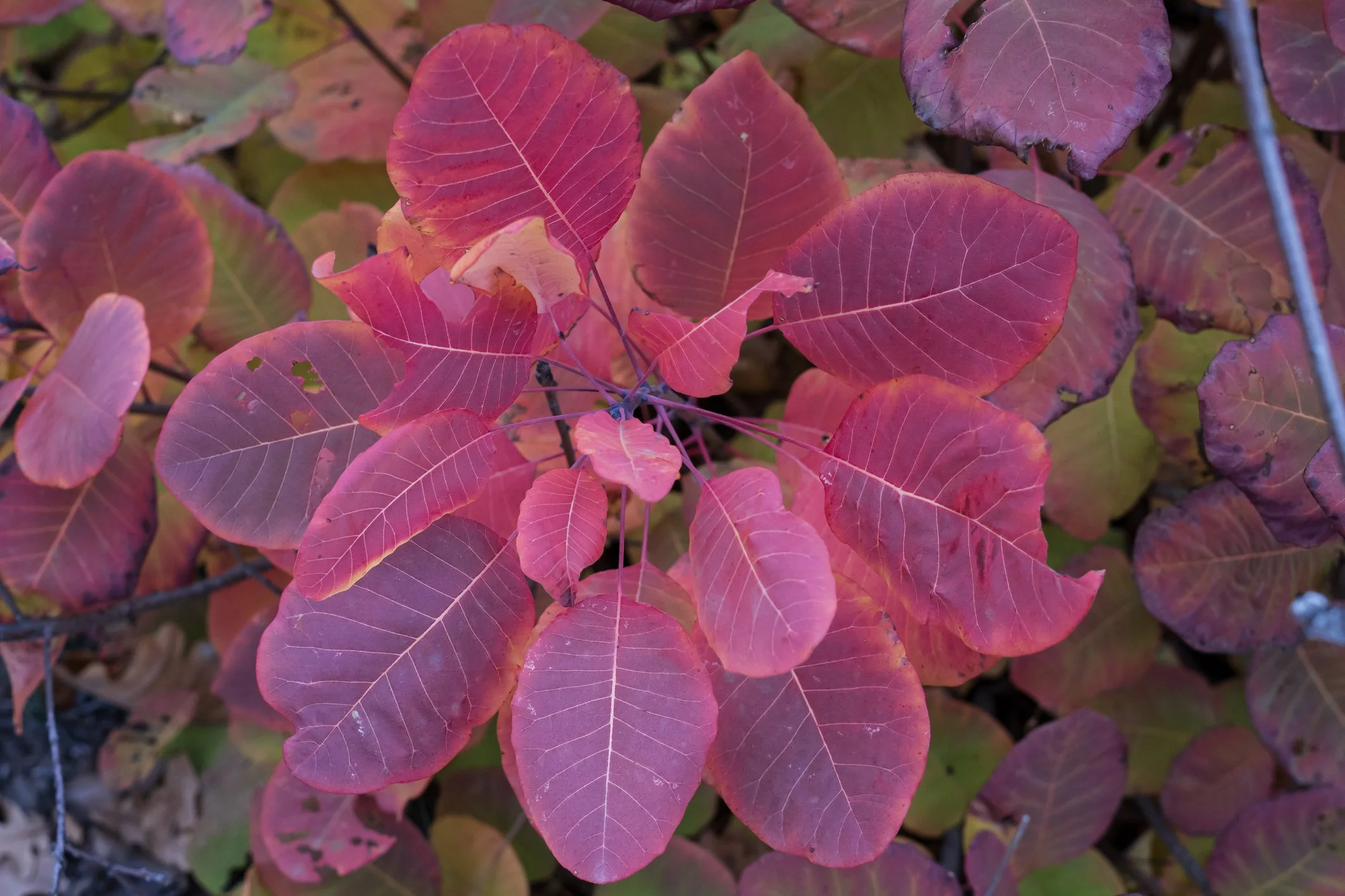 Cotinus coggyria 'Grace'
