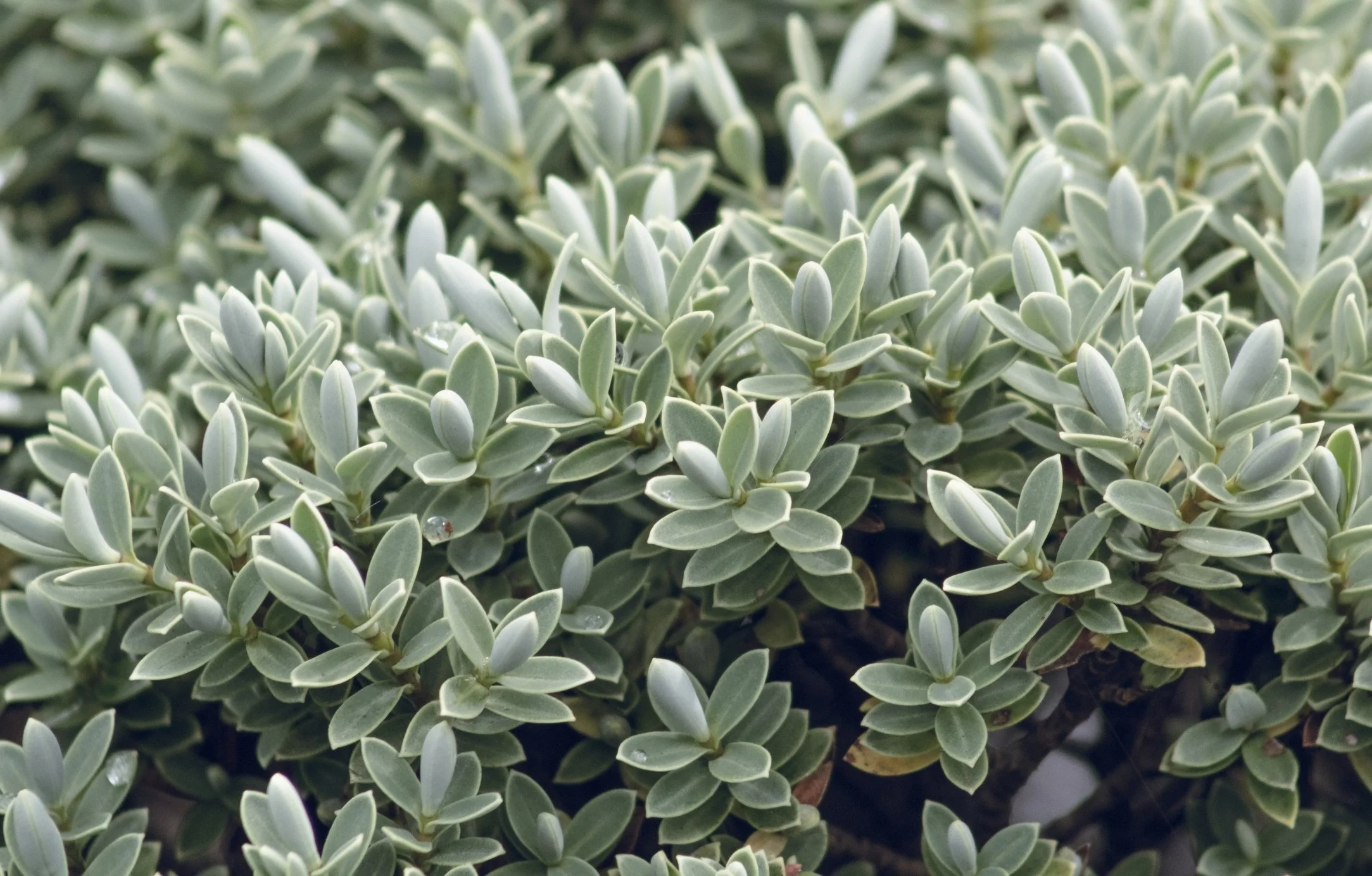 Hebe pinguifolia 'Sutherlandii'