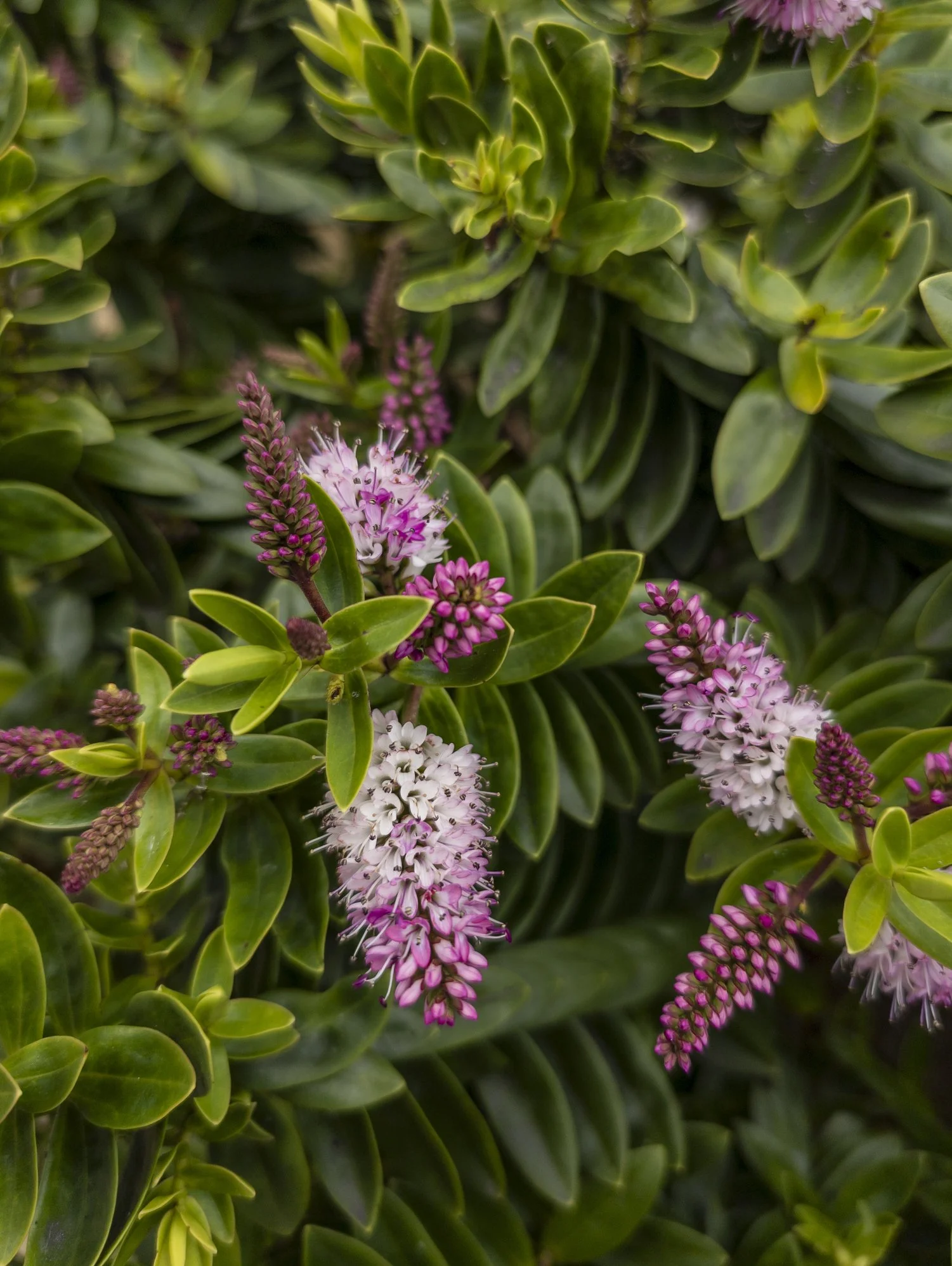 Hebe 'Nicola's Blush'