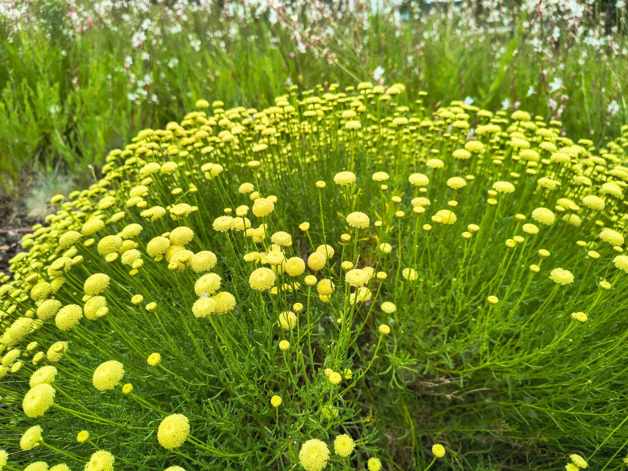 Santolina chamaecyparissus 'Lemon Queen'