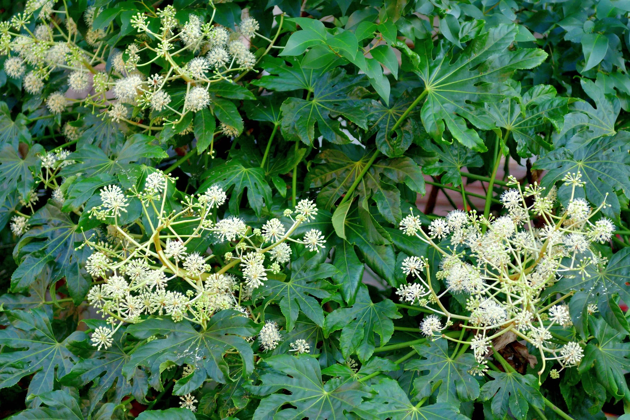 Fatsia japonica
